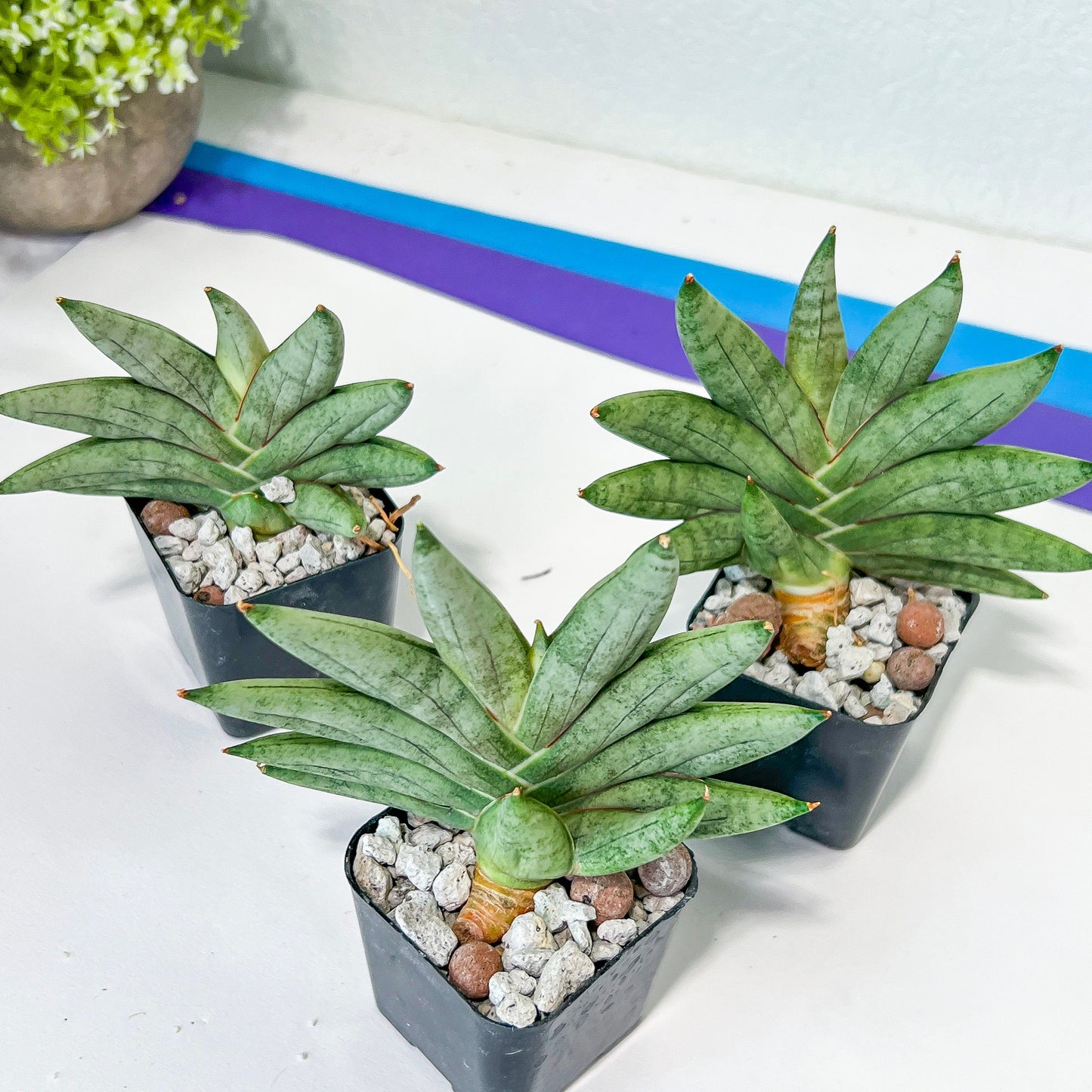 Sansevieria Nilin (#AC28) | Rare Imported Snake plant | 2" planter