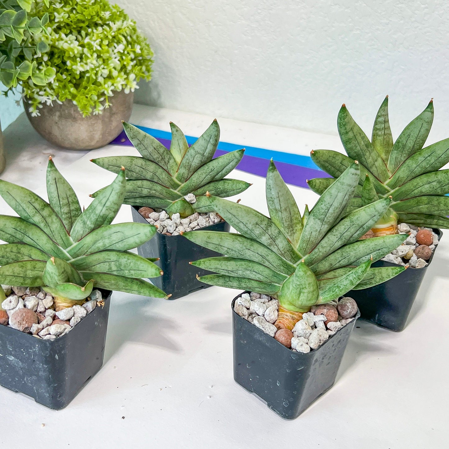 Sansevieria Nilin (#AC28) | Rare Imported Snake plant | 2" planter