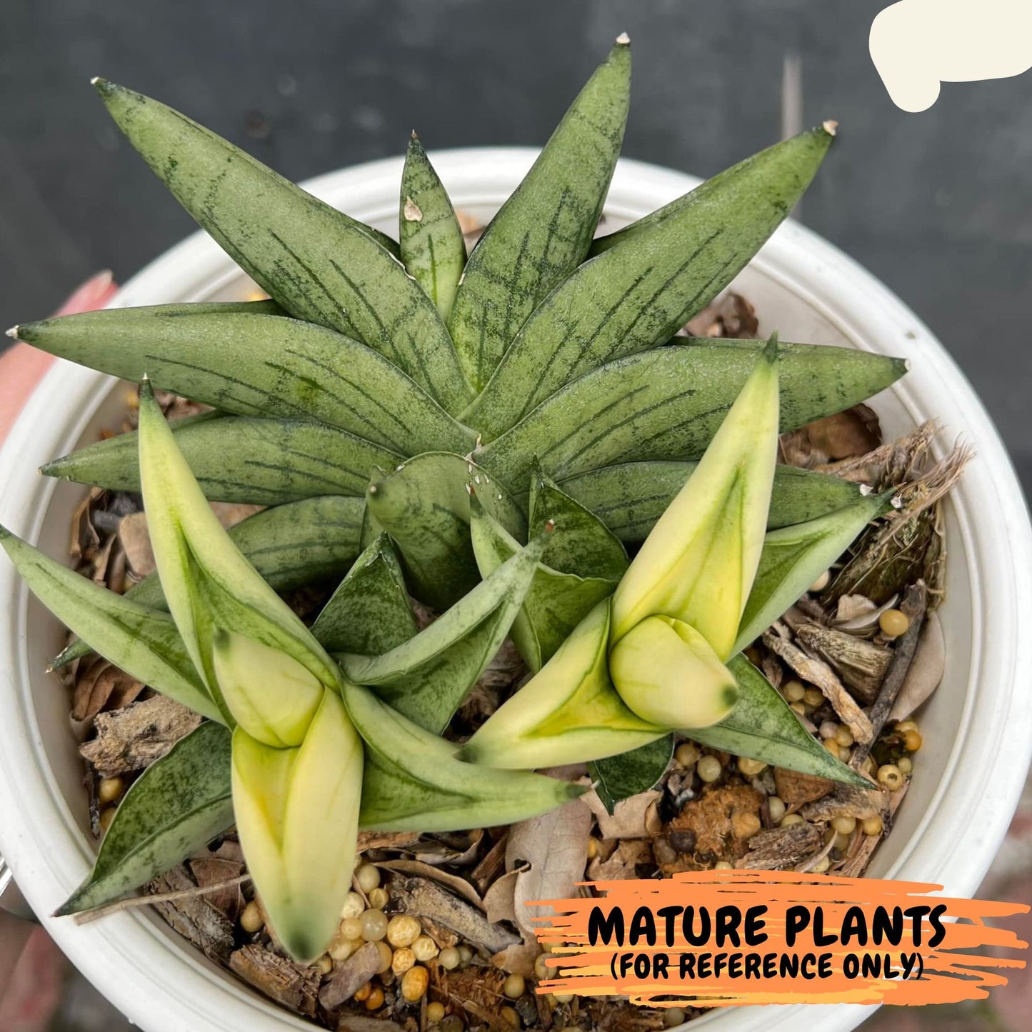 Sansevieria Mini Gold (cj2) (8) | Rare Hybrids