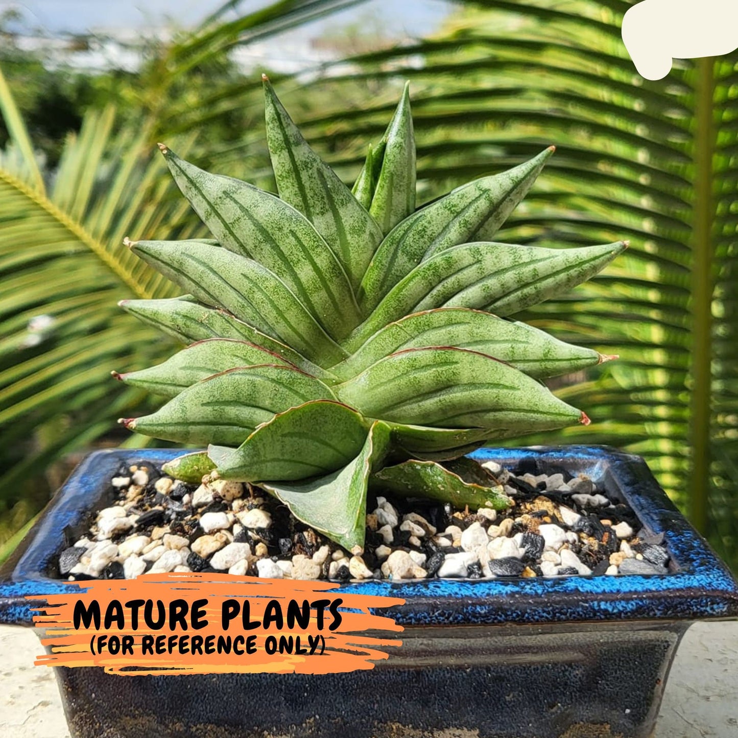 Sansevieria Vienna (#AC8) | Imported Plants | Rare Hybrid Species