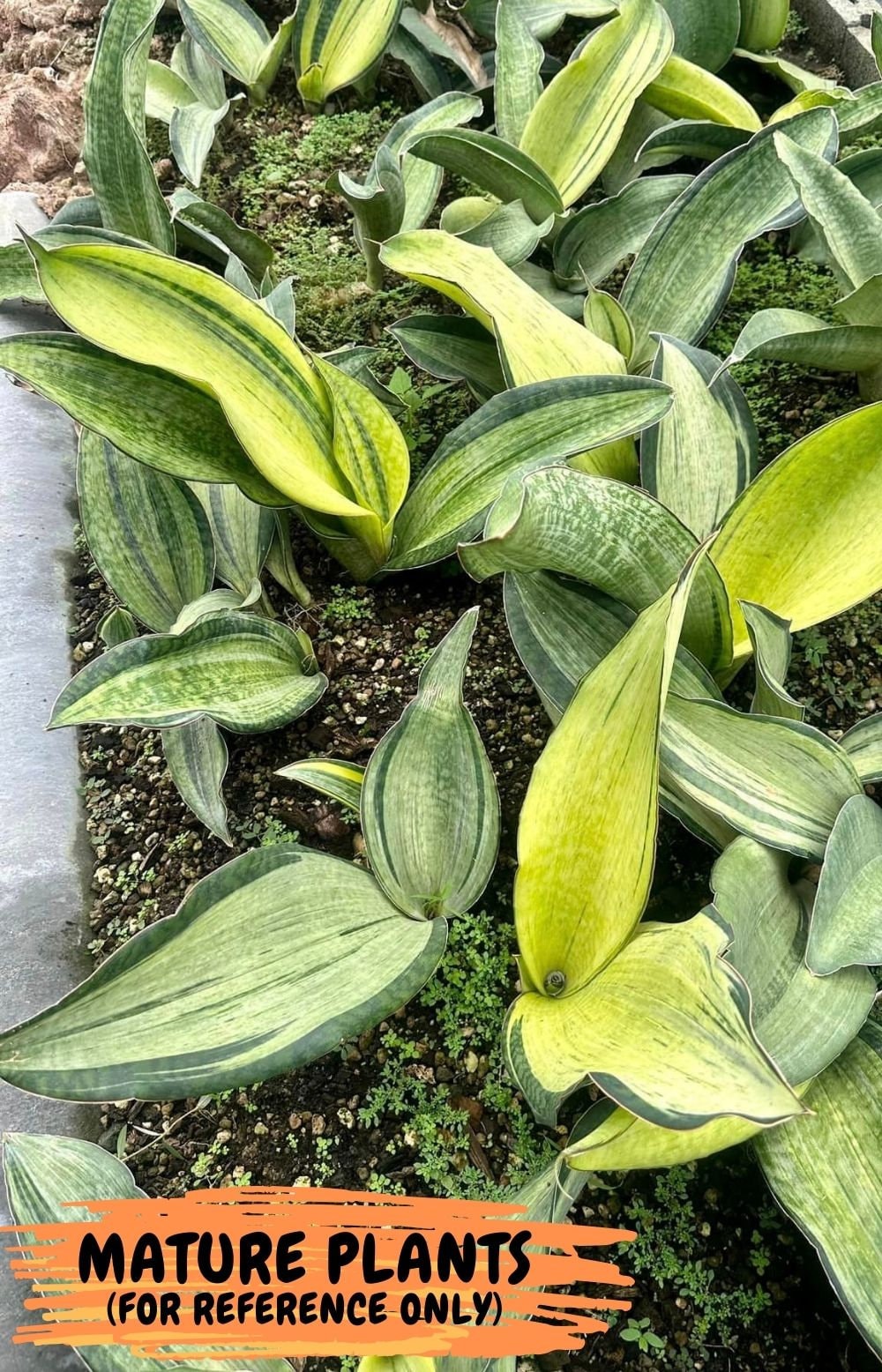 Sansevieria BRUDA | (#Me1~6) | Hybrid of Masoniana Var x Eliptica Var