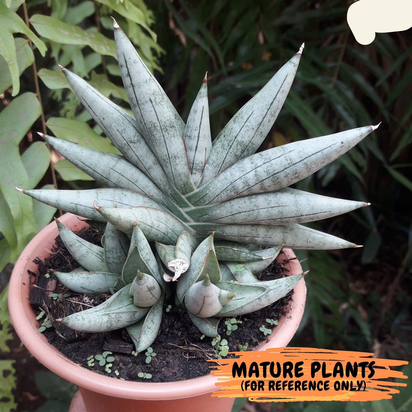 Sansevieria Nilin (#AC28) | Rare Imported Snake plant | 2" planter