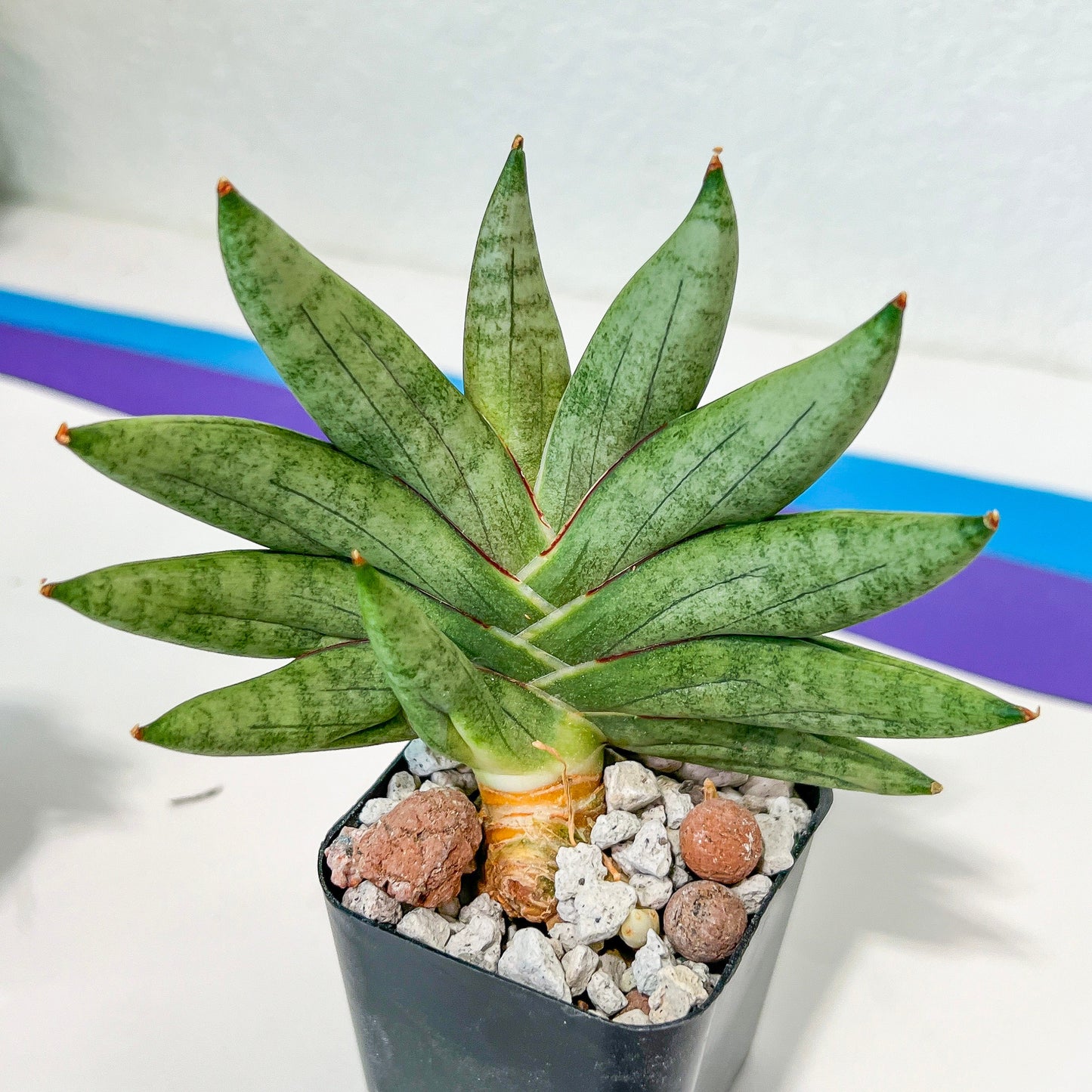 Sansevieria Nilin (#AC28) | Rare Imported Snake plant | 2" planter