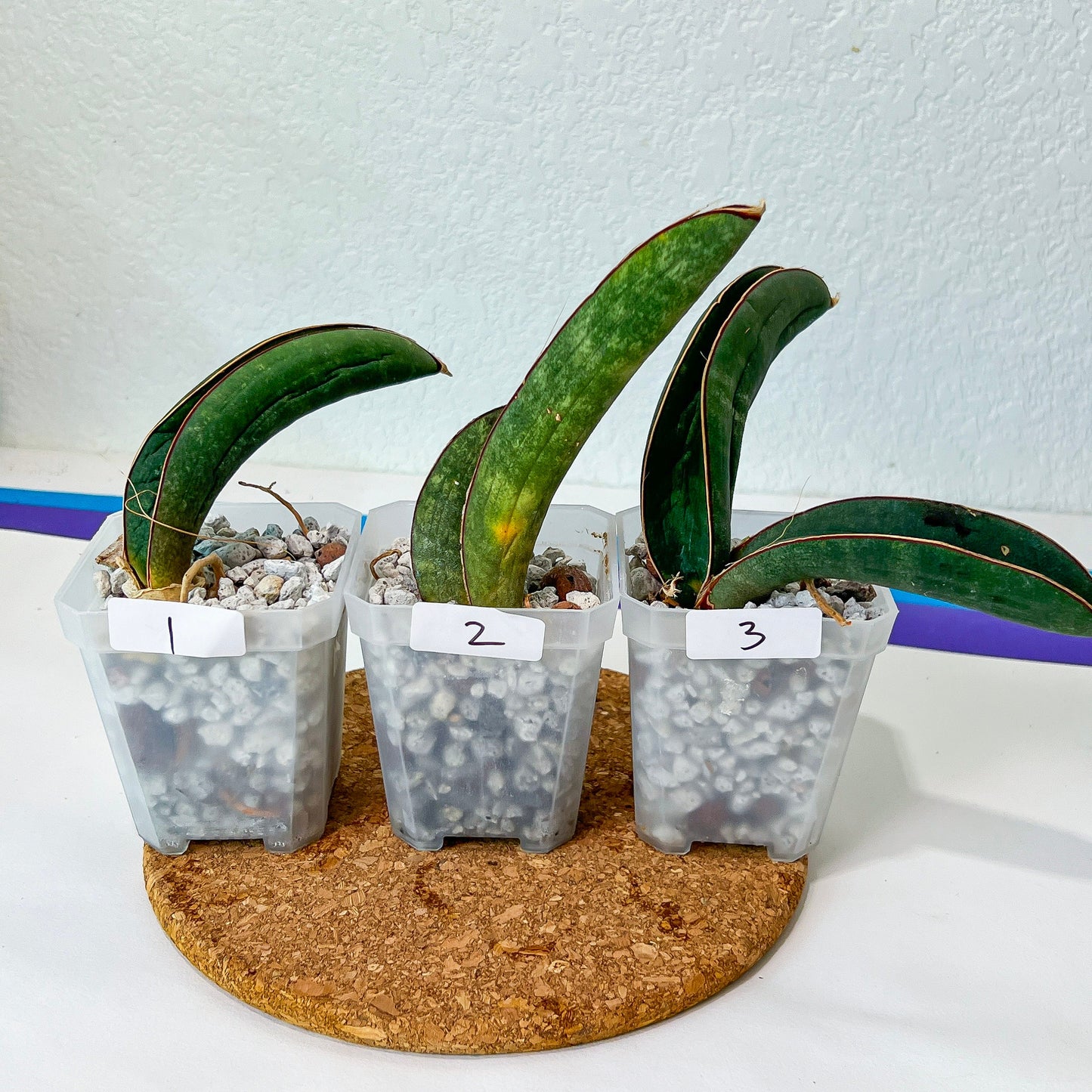 Sansevieria Hallii Baseball Bat (#H1R) | Imported | Slow Growing | 2.5" planter