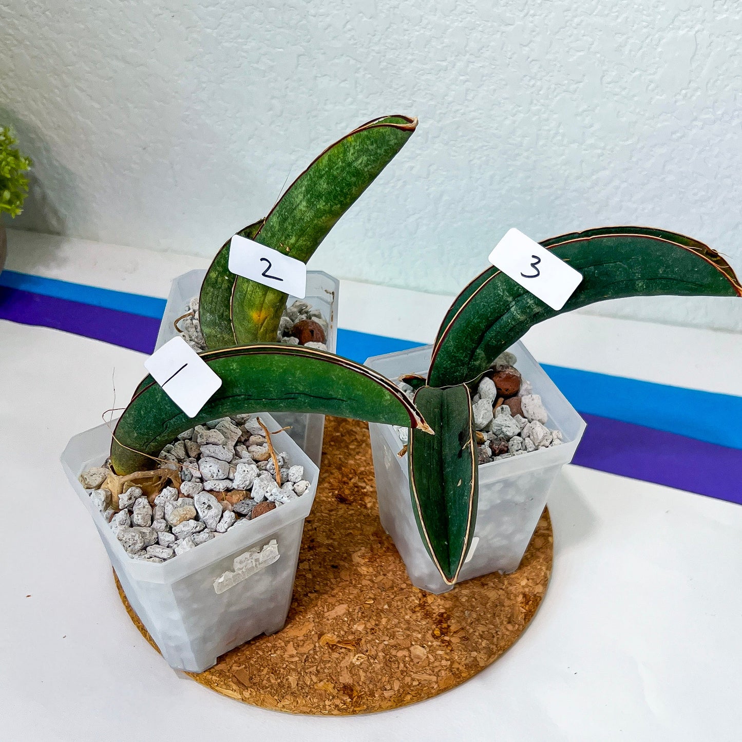 Sansevieria Hallii Baseball Bat (#H1R) | Imported | Slow Growing | 2.5" planter