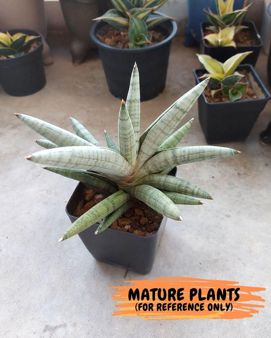 Sansevieria Snow Boy | Choose Your Own Rare Plant