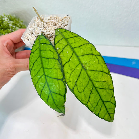 Hoya Callistophylla sp. Kalimantan UT-158 (#LA) | Rare Imported Hoyas