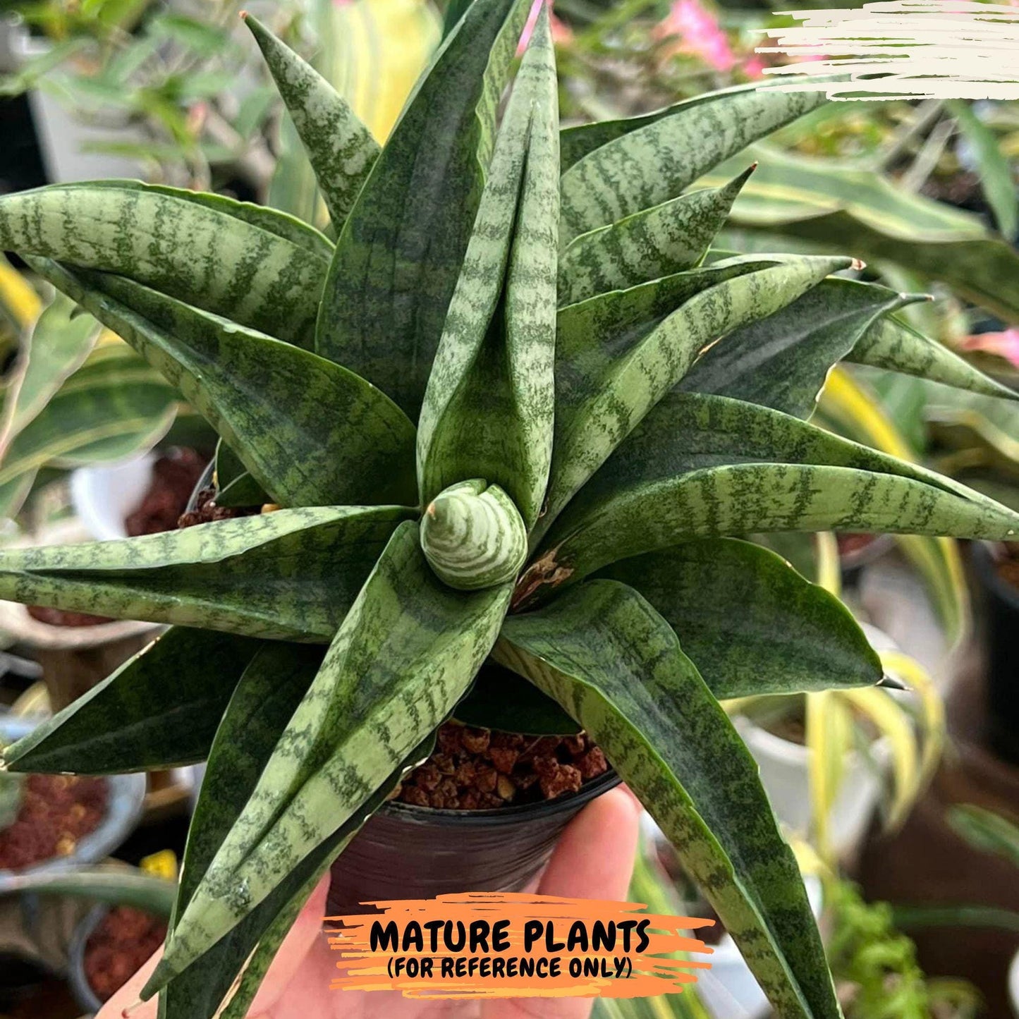 Sansevieria Fighter/Ch17023 (#AC12) | Imported Snake Plants