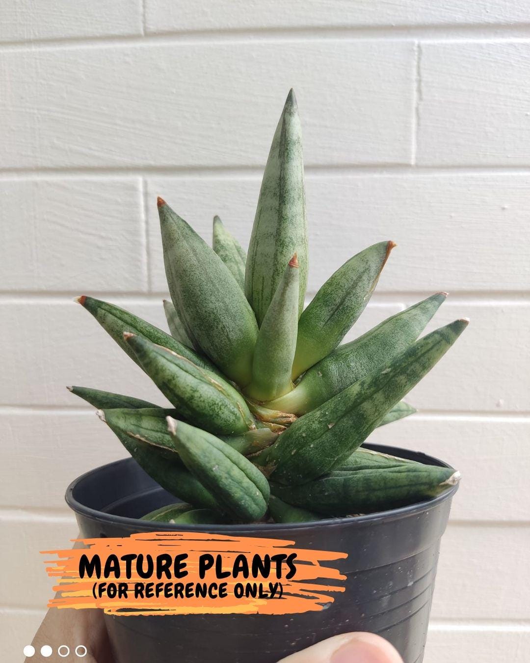 Sansevieria Hedgehog (#PH24) | Rare Imported Hybrids
