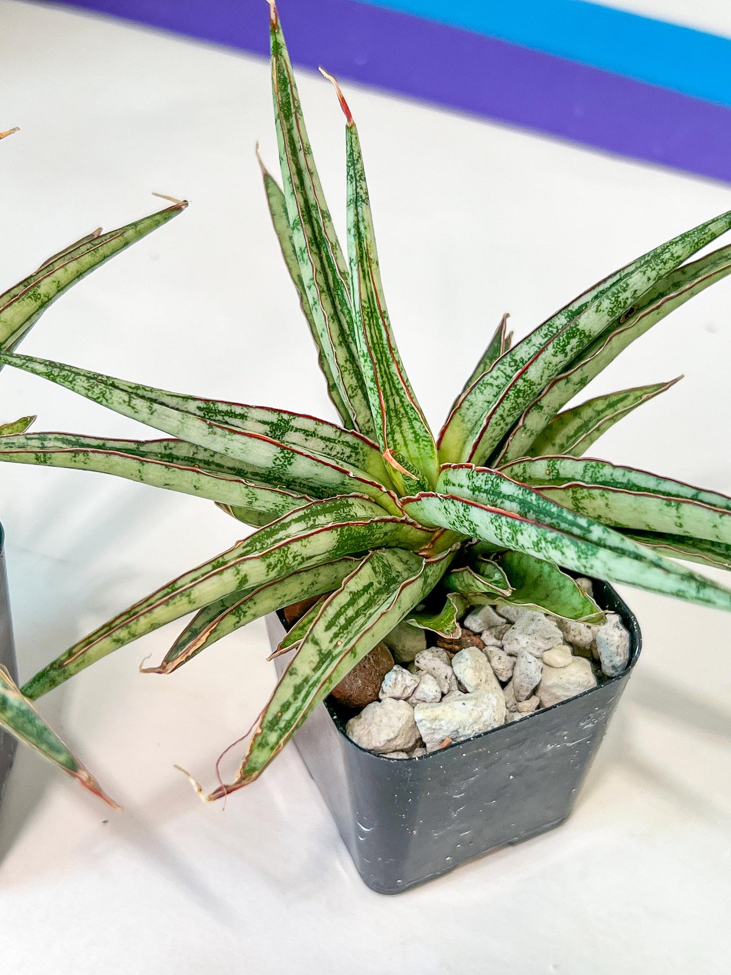 Sansevieria Be Bright (#AC47) | Imported Snake Plant | 2" pot