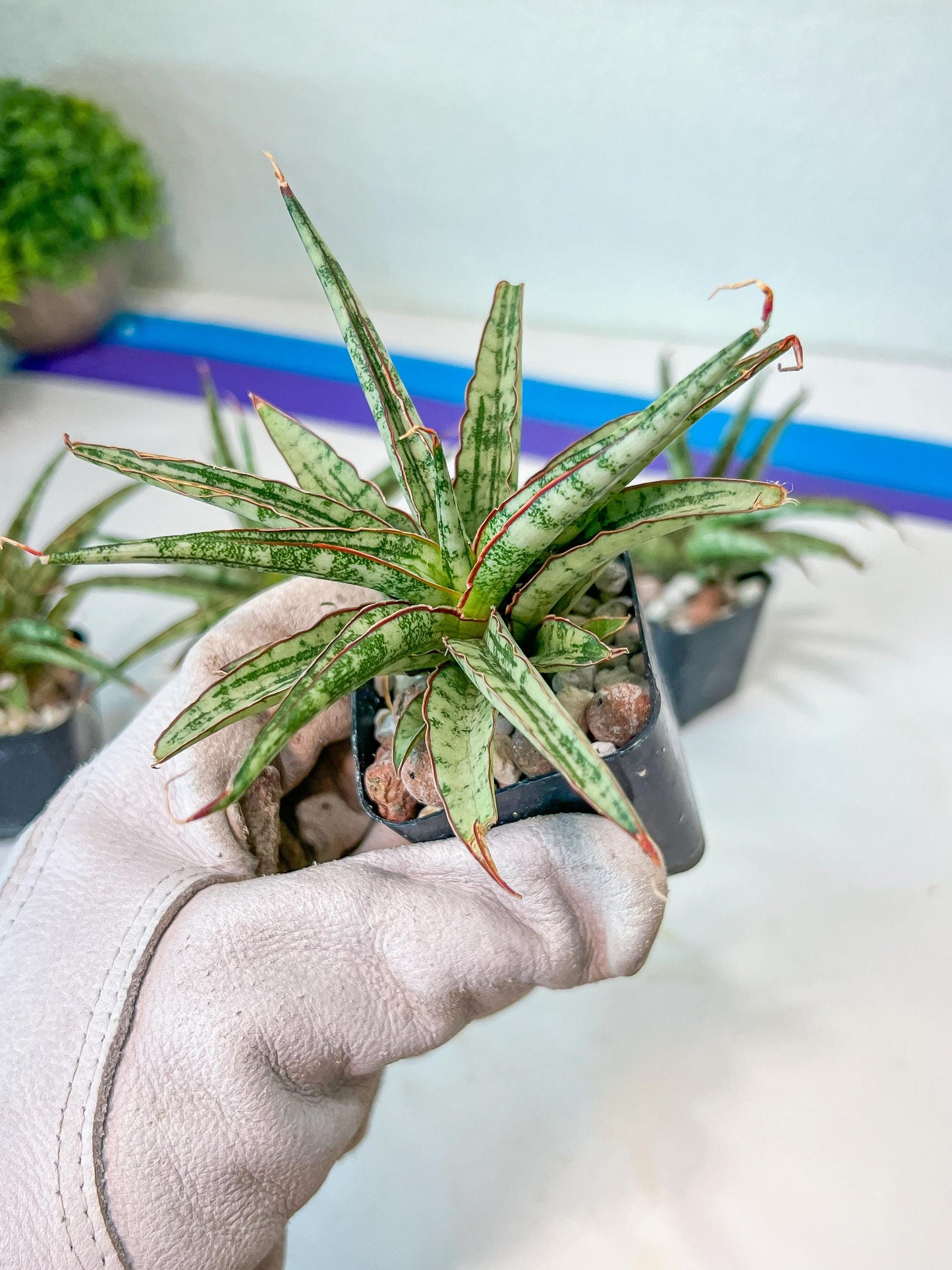 Sansevieria Be Bright (#AC47) | Imported Snake Plant | 2" pot