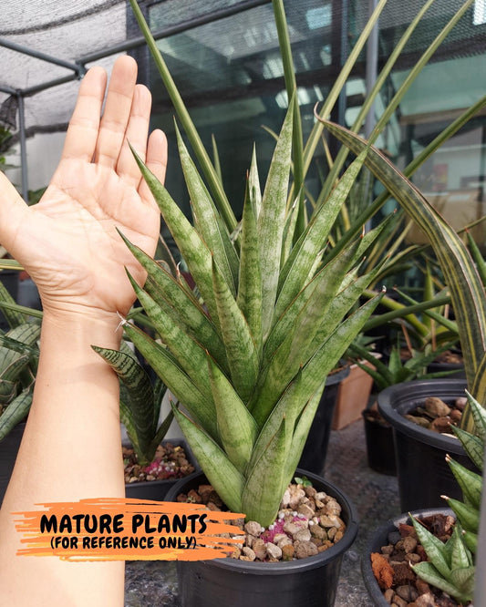 sansevieria Pagoda Indonesia (#AC53) | Rare Imported Snake Plants