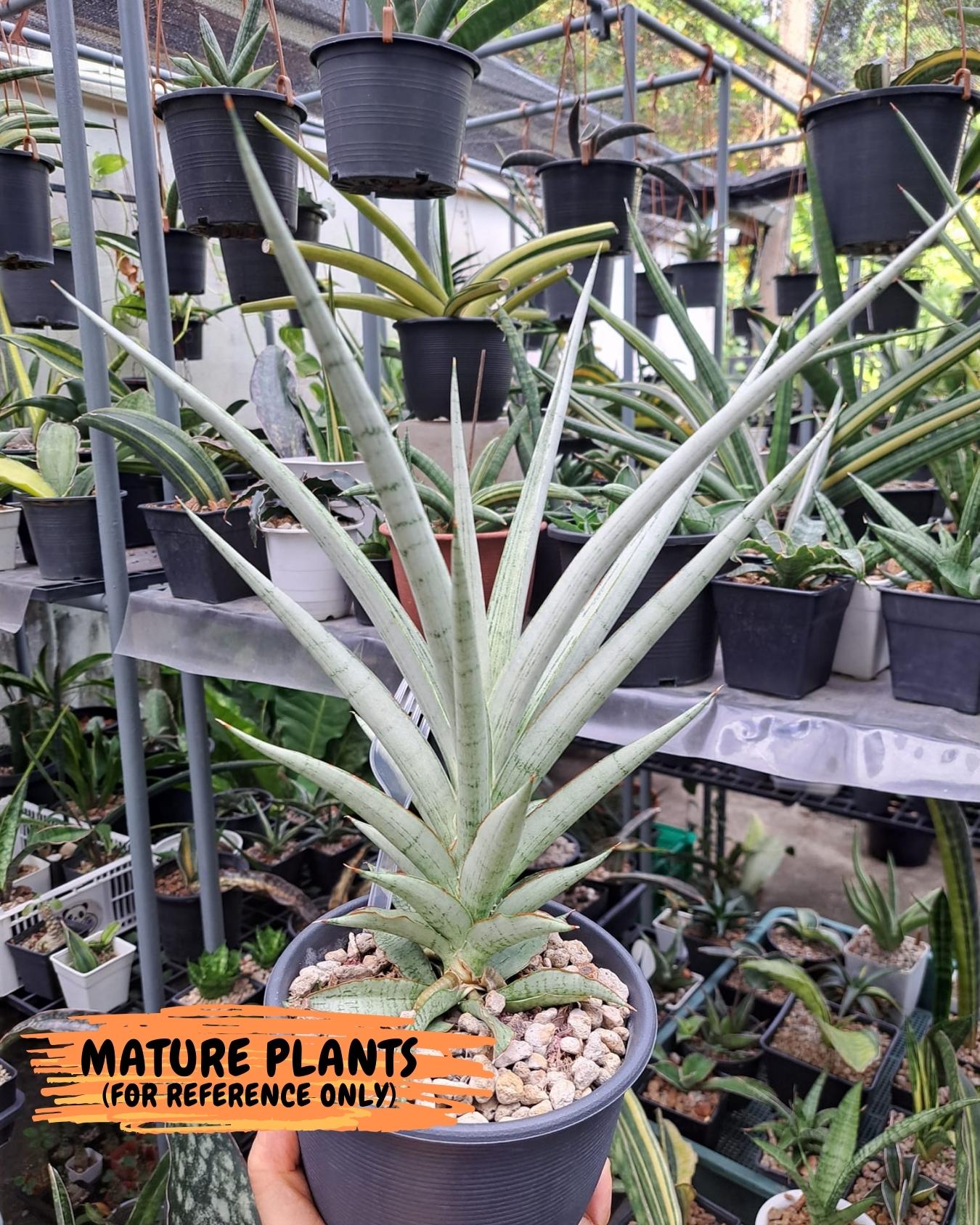 Sansevieria Kasih (ca2) (10) | Rare Snake Plant
