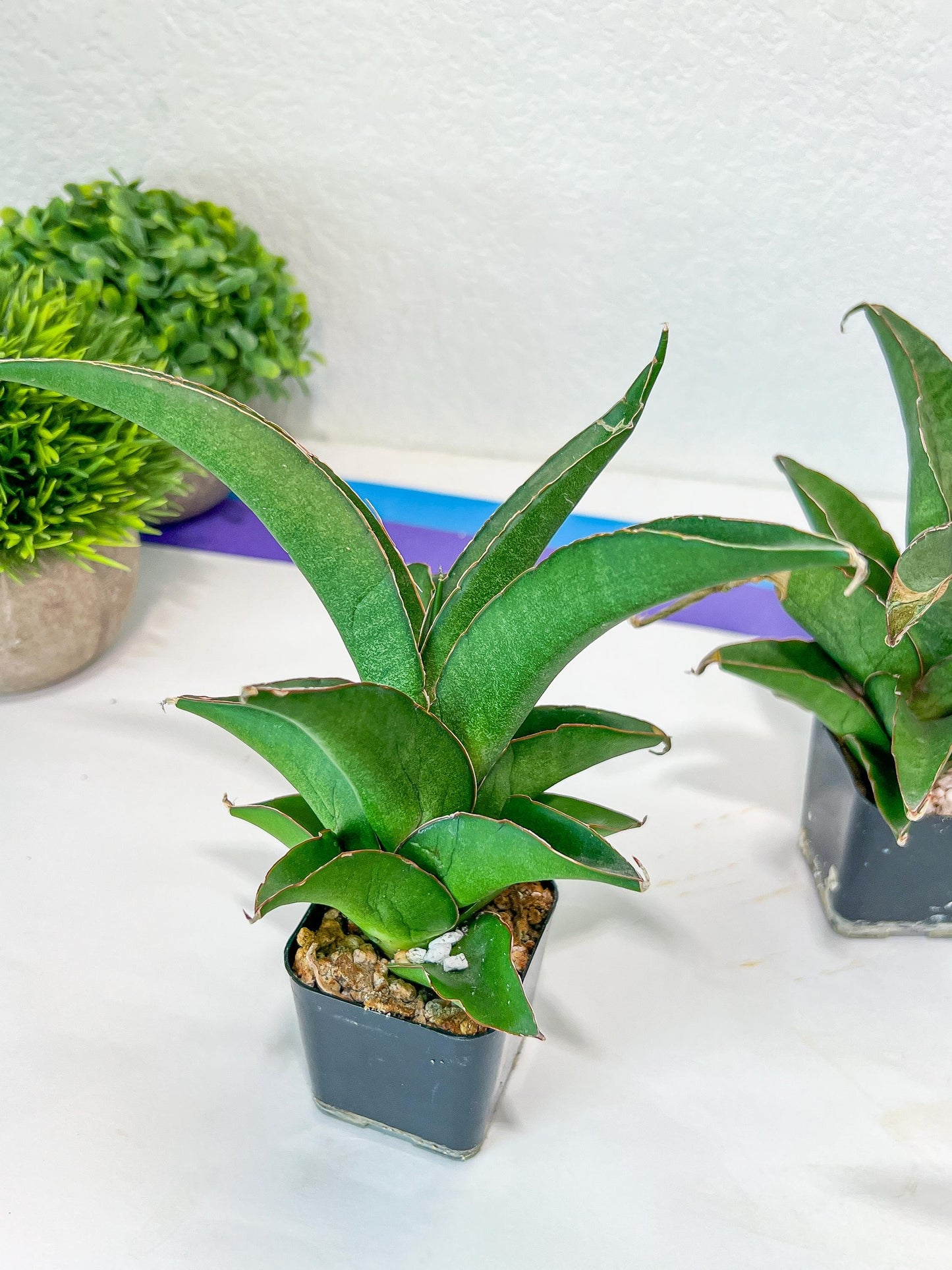 Sansevieria Hybrid Maya (AC55) | Sri katon' x pinguicula | 2" Pot