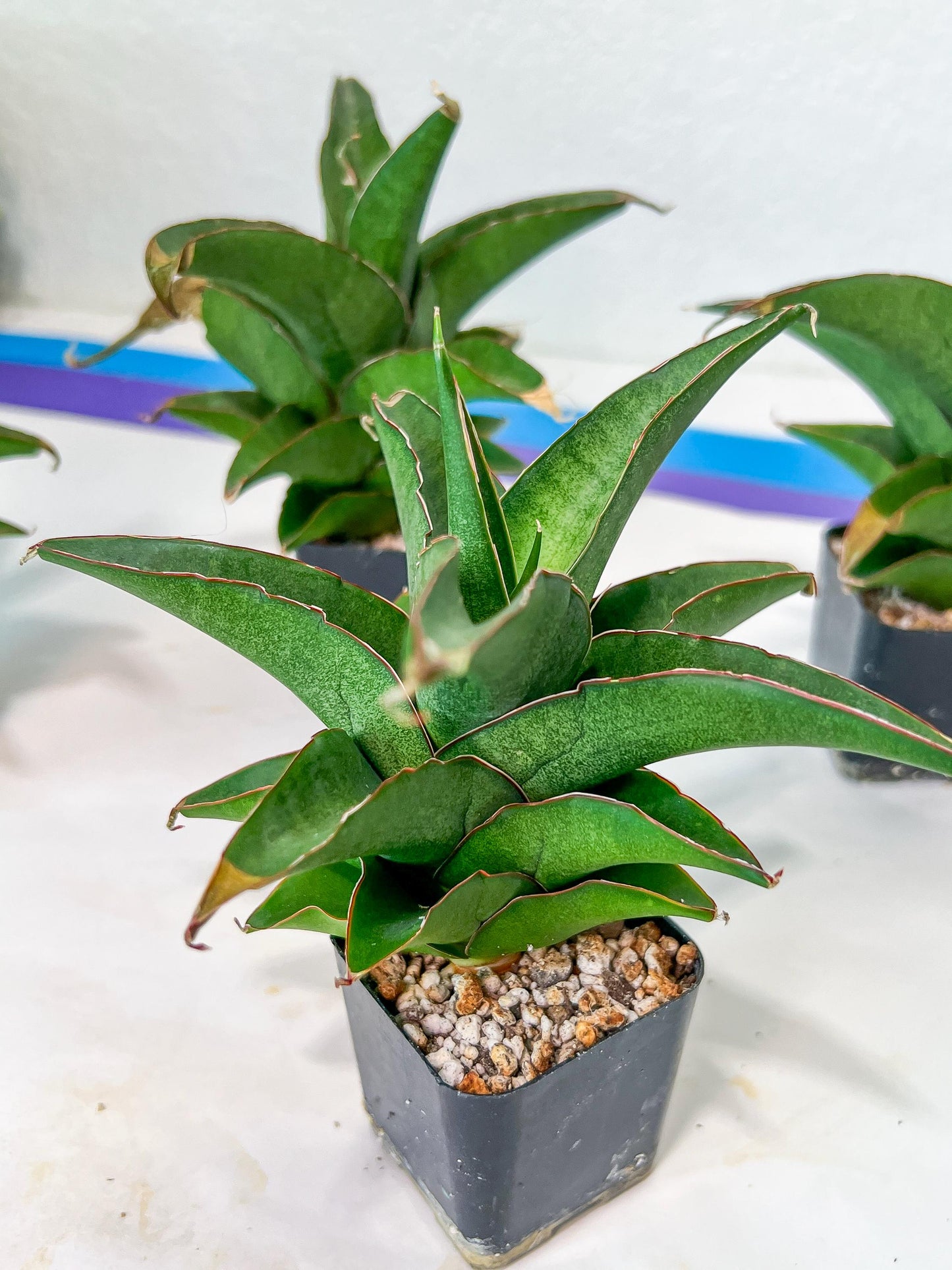 Sansevieria Hybrid Maya (AC55) | Sri katon' x pinguicula | 2" Pot