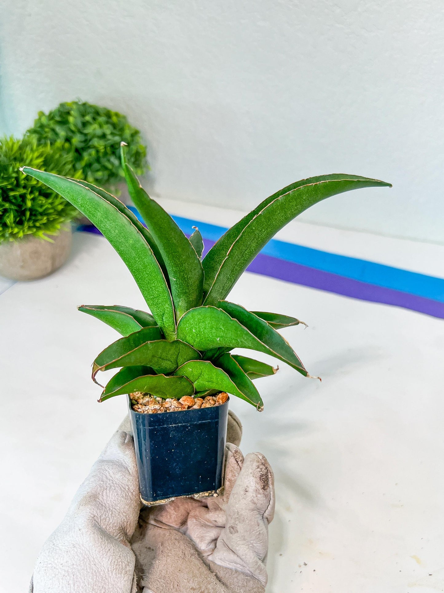 Sansevieria Hybrid Maya (AC55) | Sri katon' x pinguicula | 2" Pot