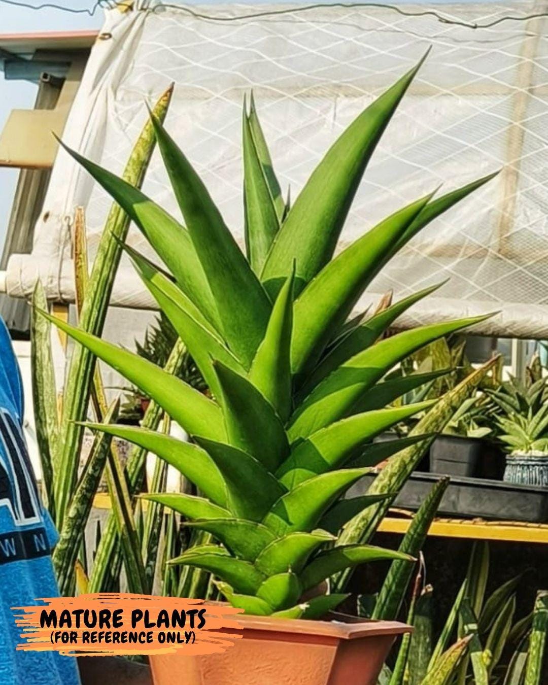 Sansevieria Hybrid Maya (AC55) | Sri katon' x pinguicula | 2" Pot