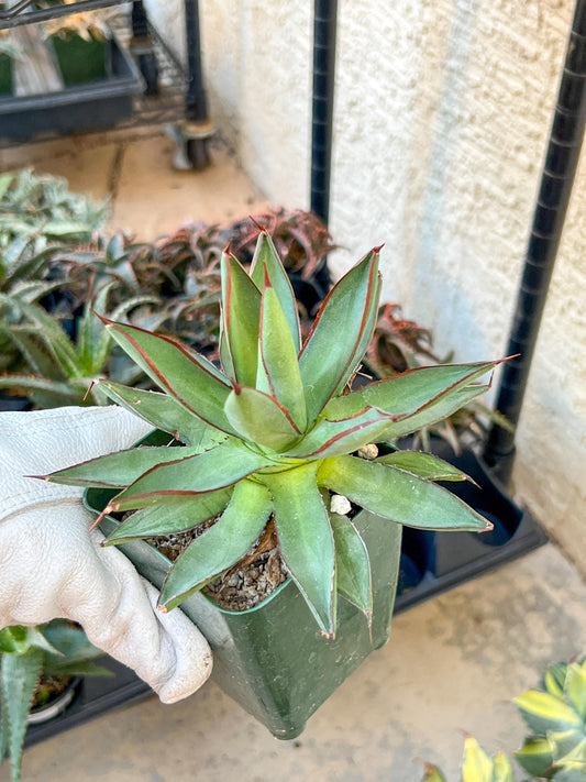 Agave Blue Glow | Imported Rare Agave | 4" Planter