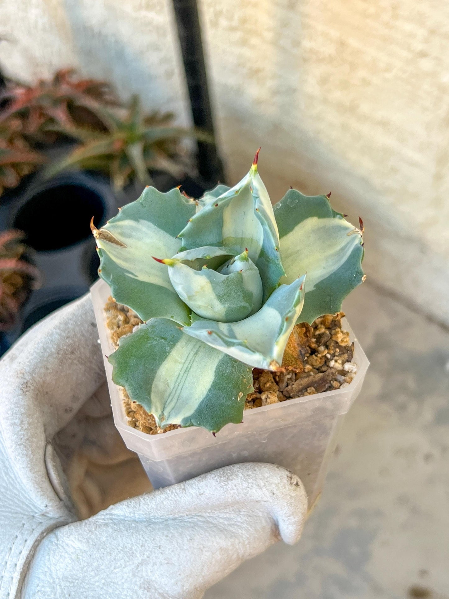 Agave Ohiraijin Shiro (#V4) | Mexican Plants | Imported Rare Agave | 2Inch Planter