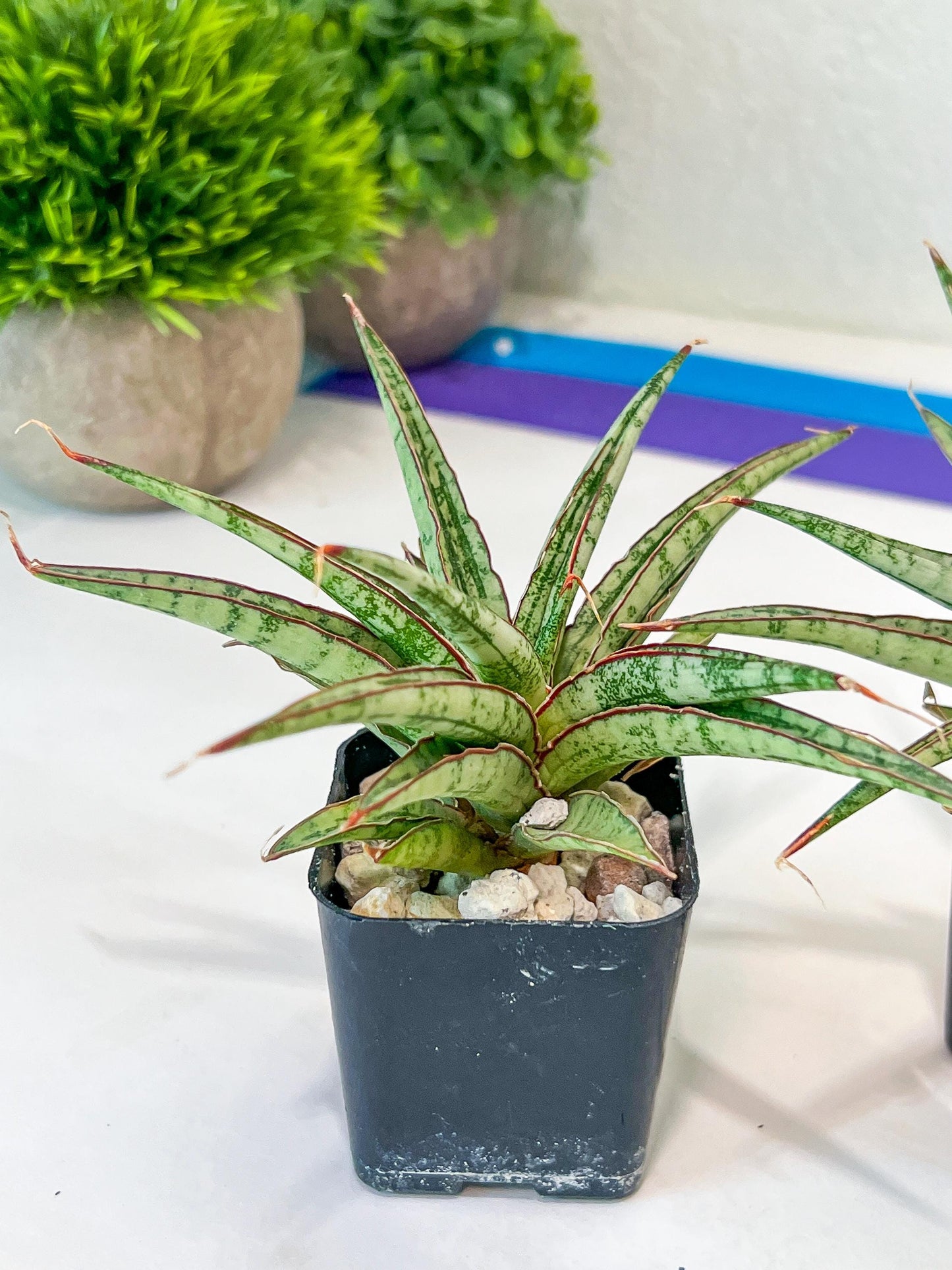 Sansevieria Be Bright (#AC47) | Imported Snake Plant | 2" pot