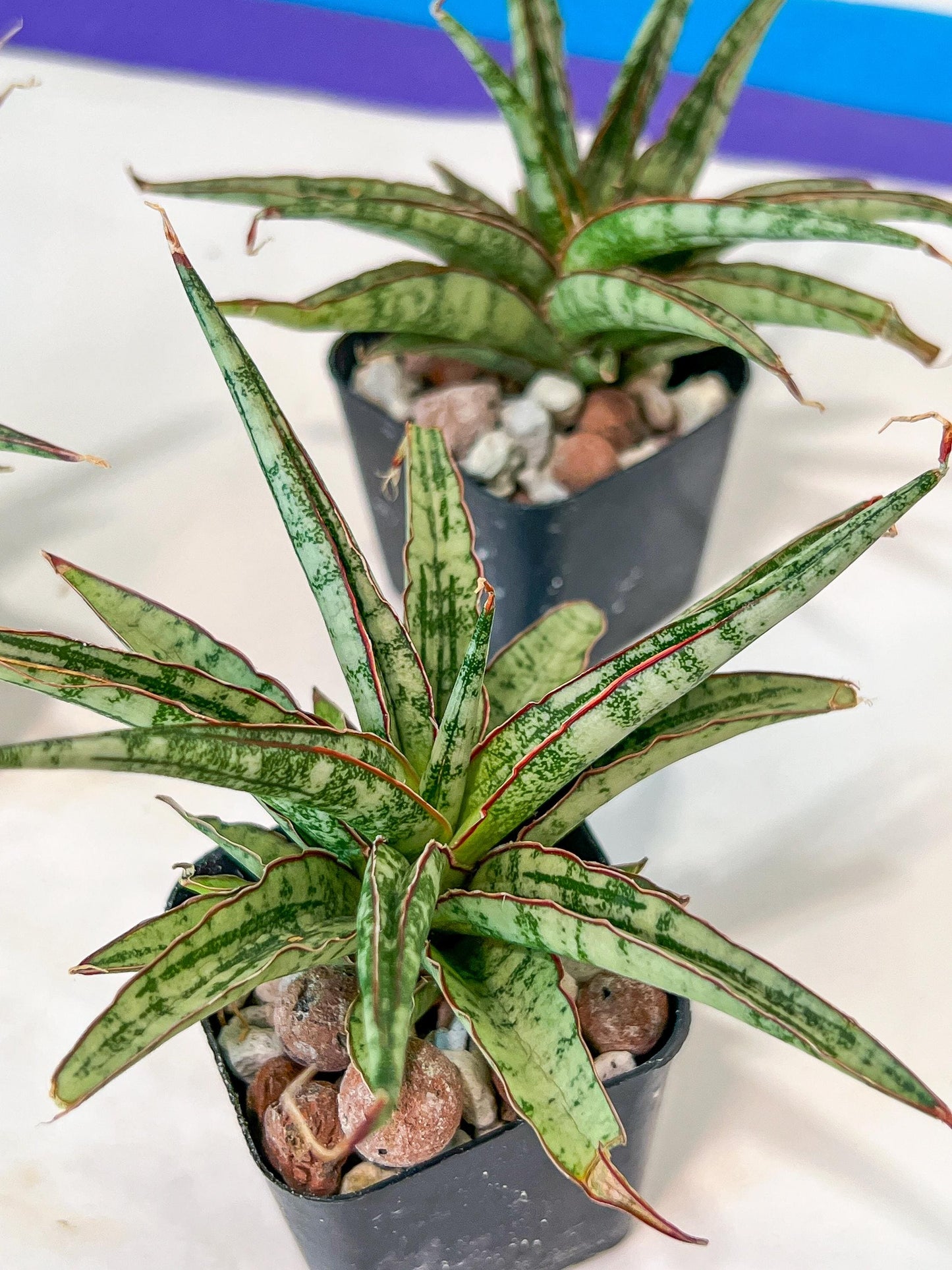 Sansevieria Be Bright (#AC47) | Imported Snake Plant | 2" pot