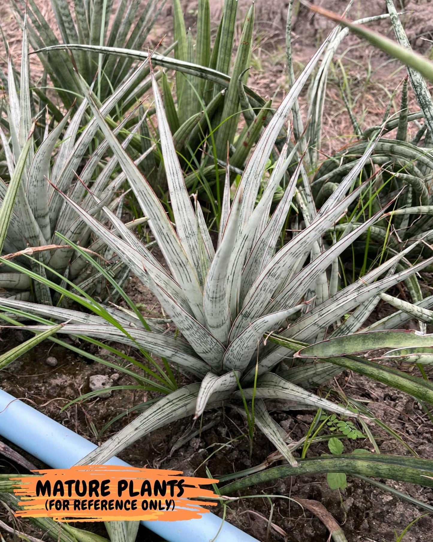 Sansevieria Be Bright (#AC47) | Imported Snake Plant | 2" pot