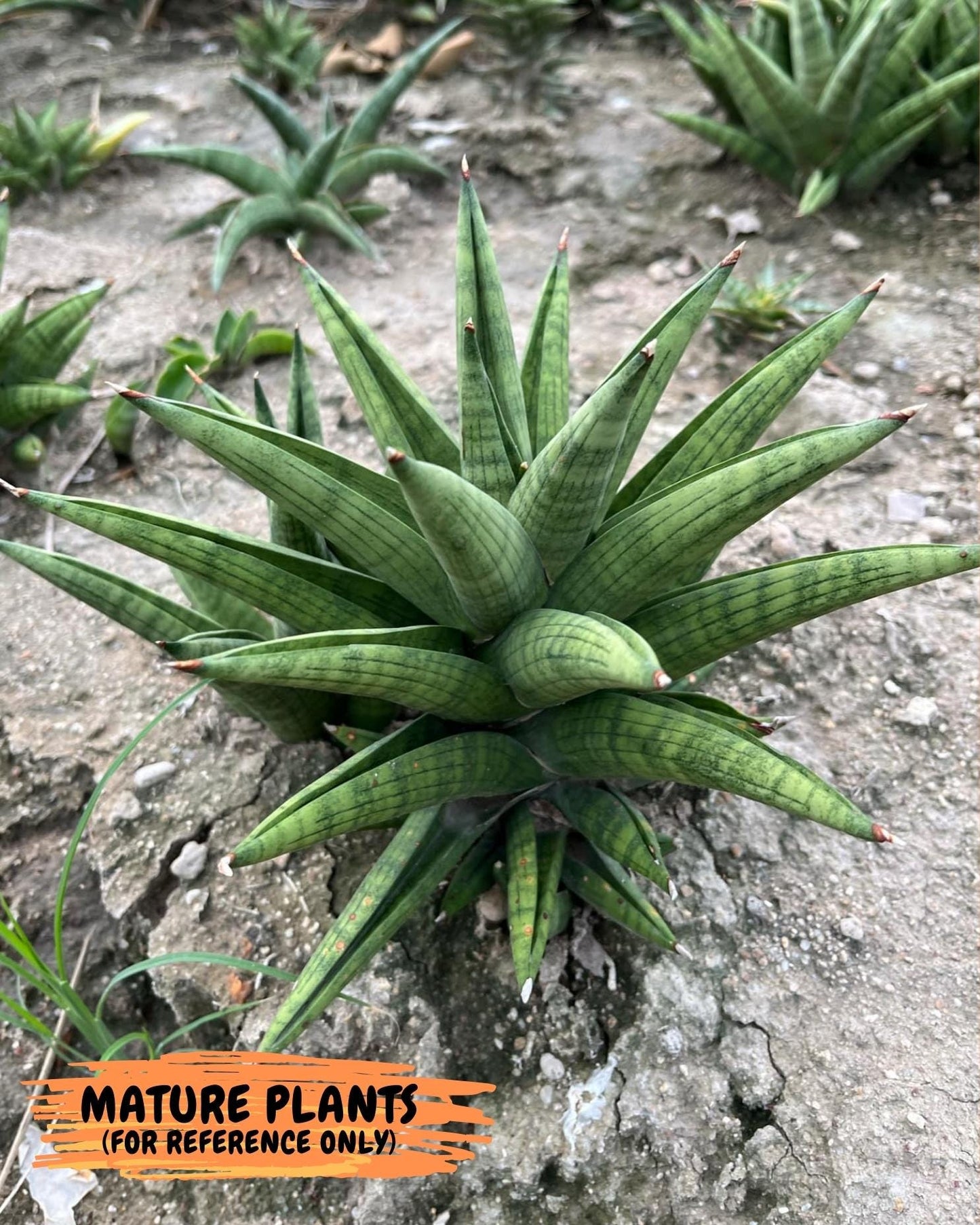 Sansevieria Ch.Enanansi (#AC52) | Rare Imported Snake Plants