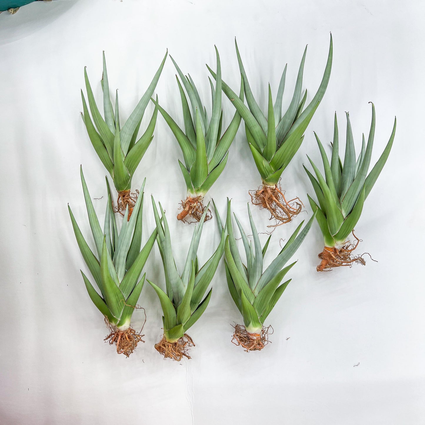 Sansevieria Chanin Small (#A5) | Select Your Unique Green Rarity