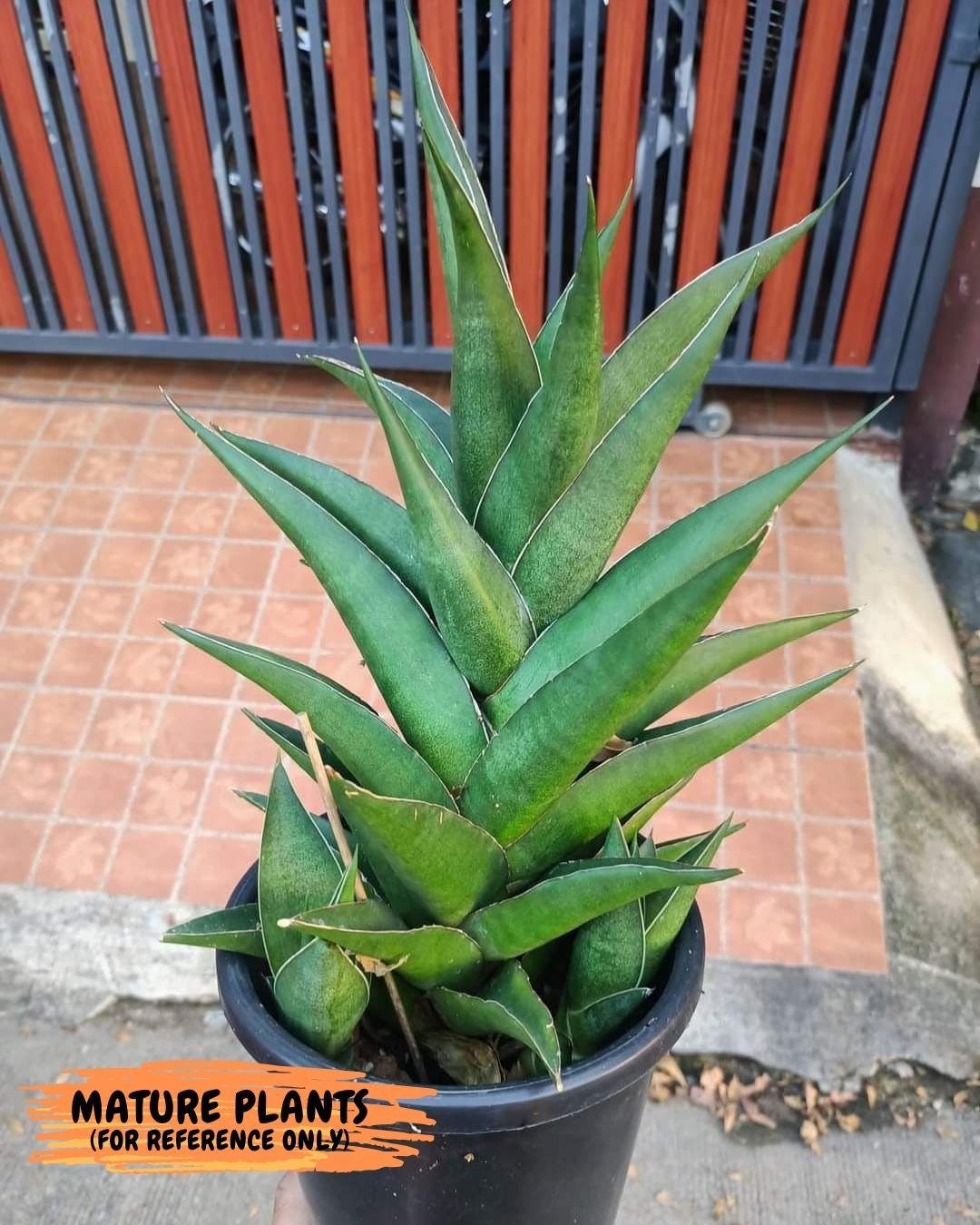 Sansevieria Hybrid Maya (AC55) | Sri katon' x pinguicula | 2" Pot