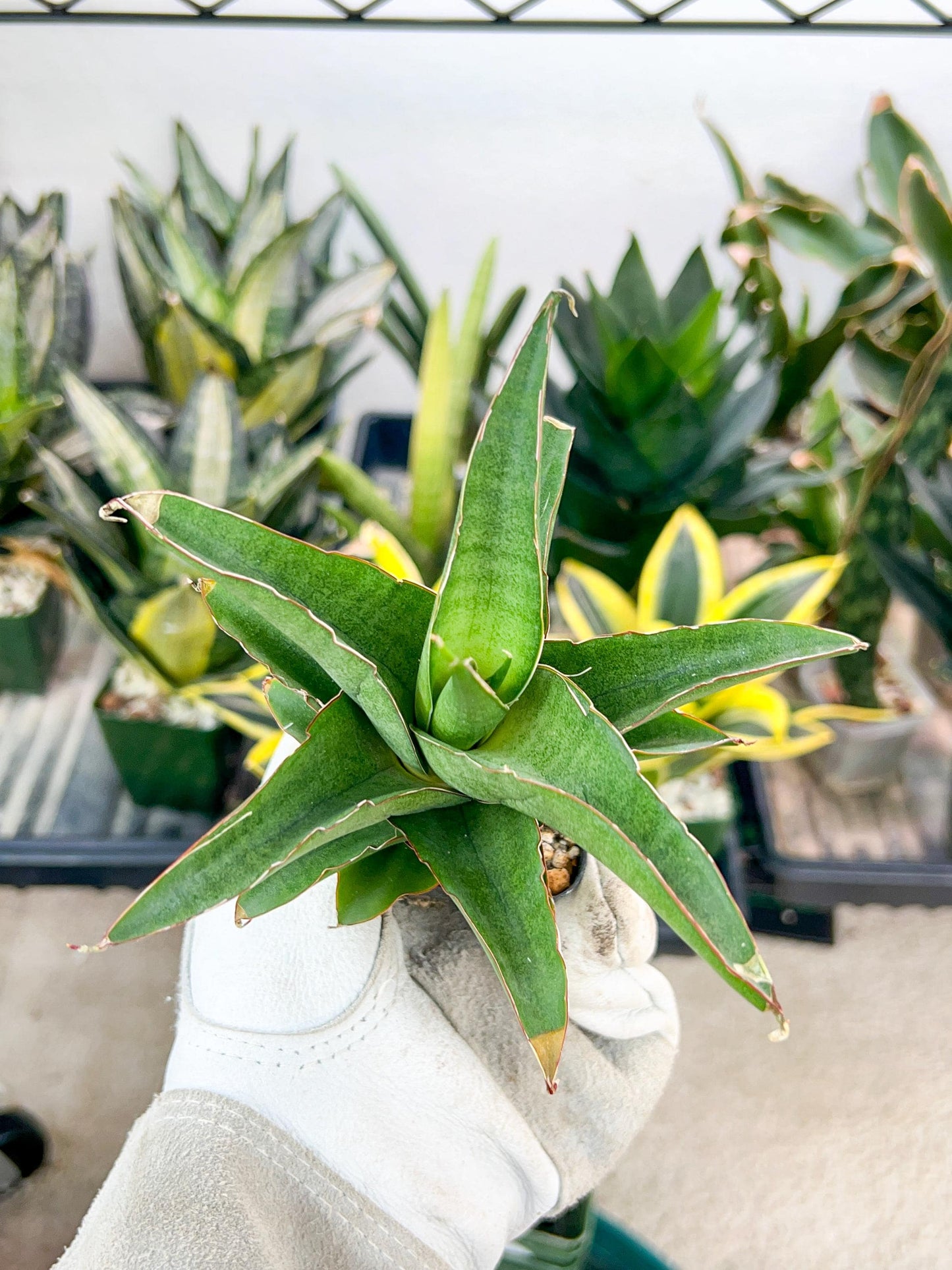 Sansevieria Hybrid Maya (AC55) | Sri katon' x pinguicula | 2" Pot