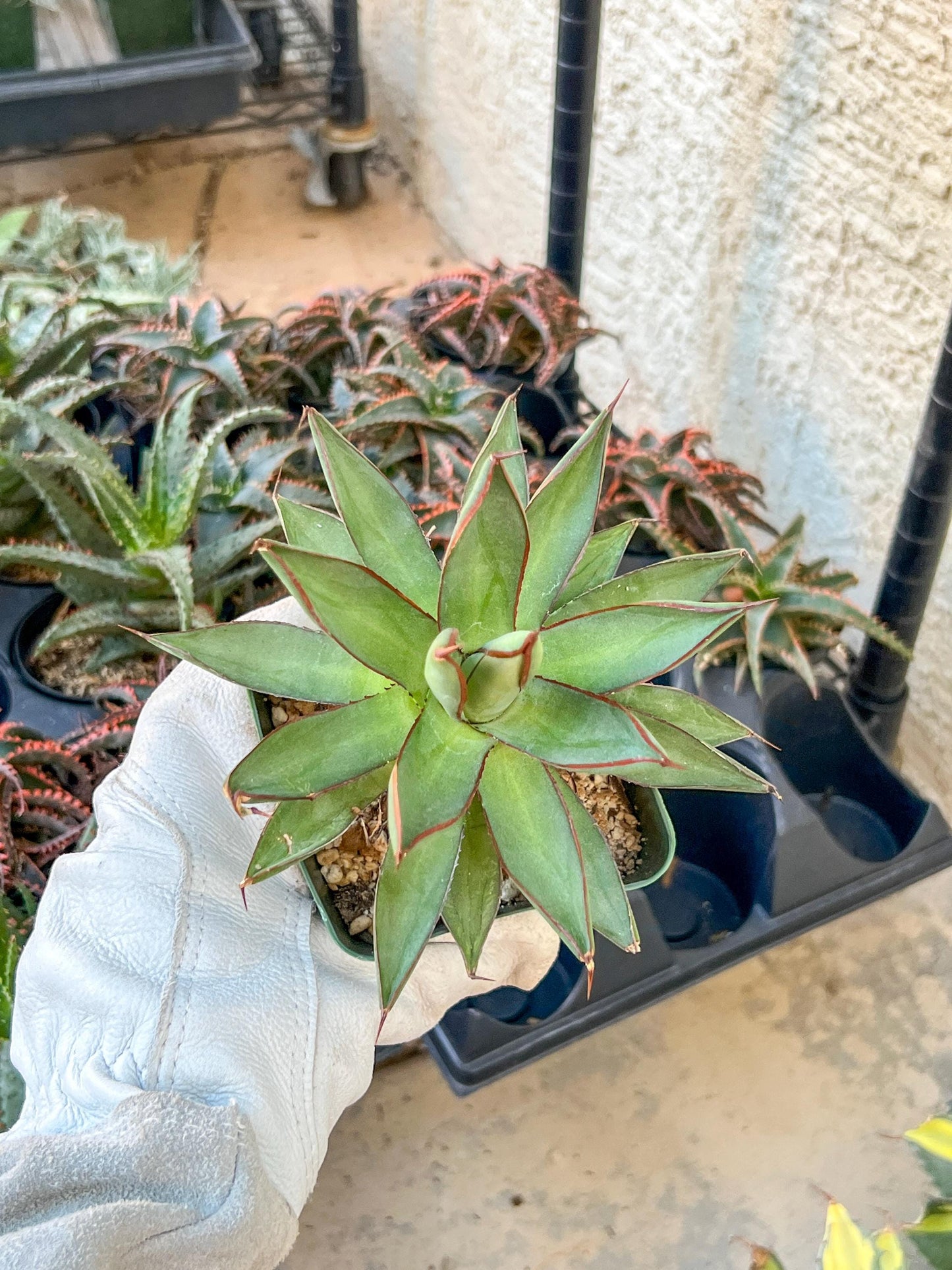 Agave Blue Glow | Imported Rare Agave | 4" Planter
