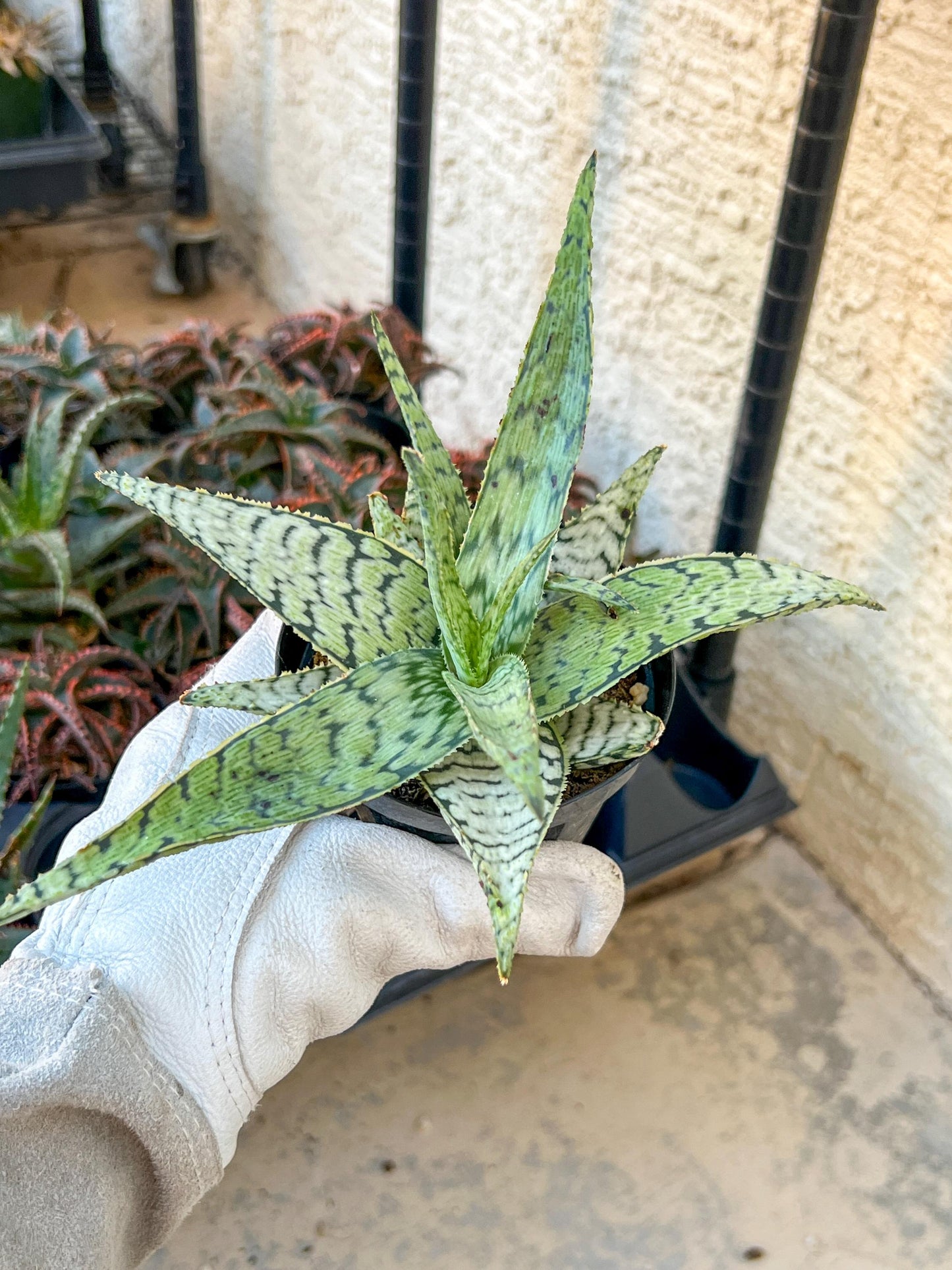 Aloe Candy Cane | Rare aloe plant | Rare succulent | 3.5" Planter