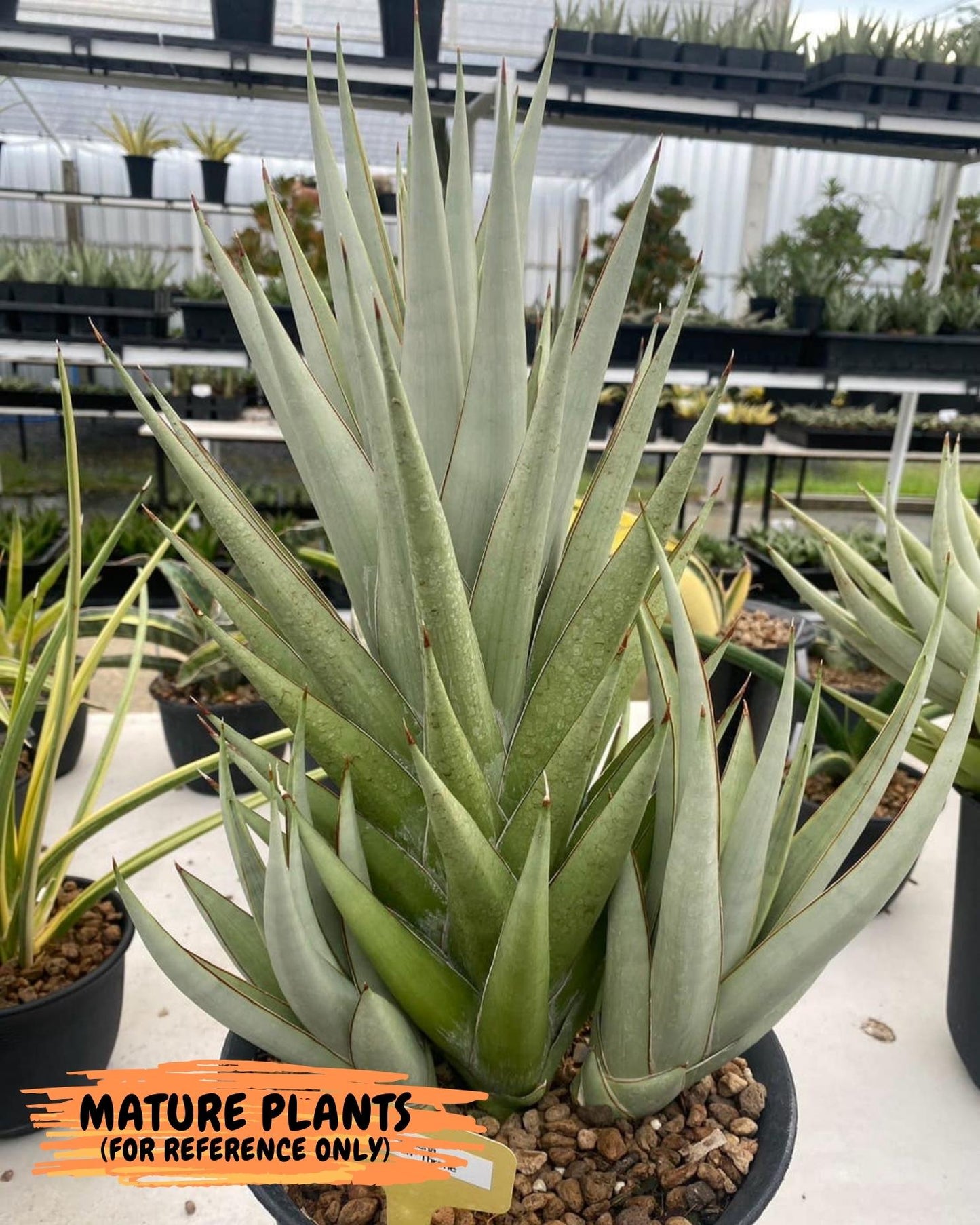 Sansevieria Frozen Throne (14) | Imported Indoor Snake Plant