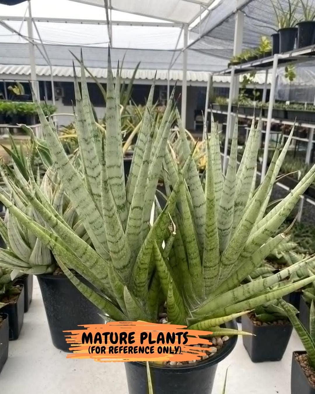 Sansevieria Guletta (#PH16) | Imported Snake Plant | 2" Planter