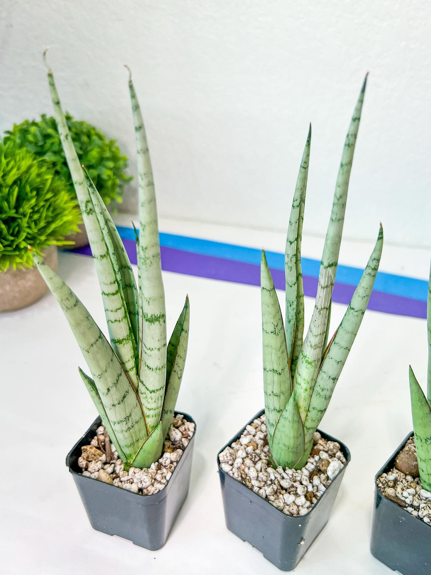Sansevieria Guletta (#PH16) | Imported Snake Plant | 2" Planter