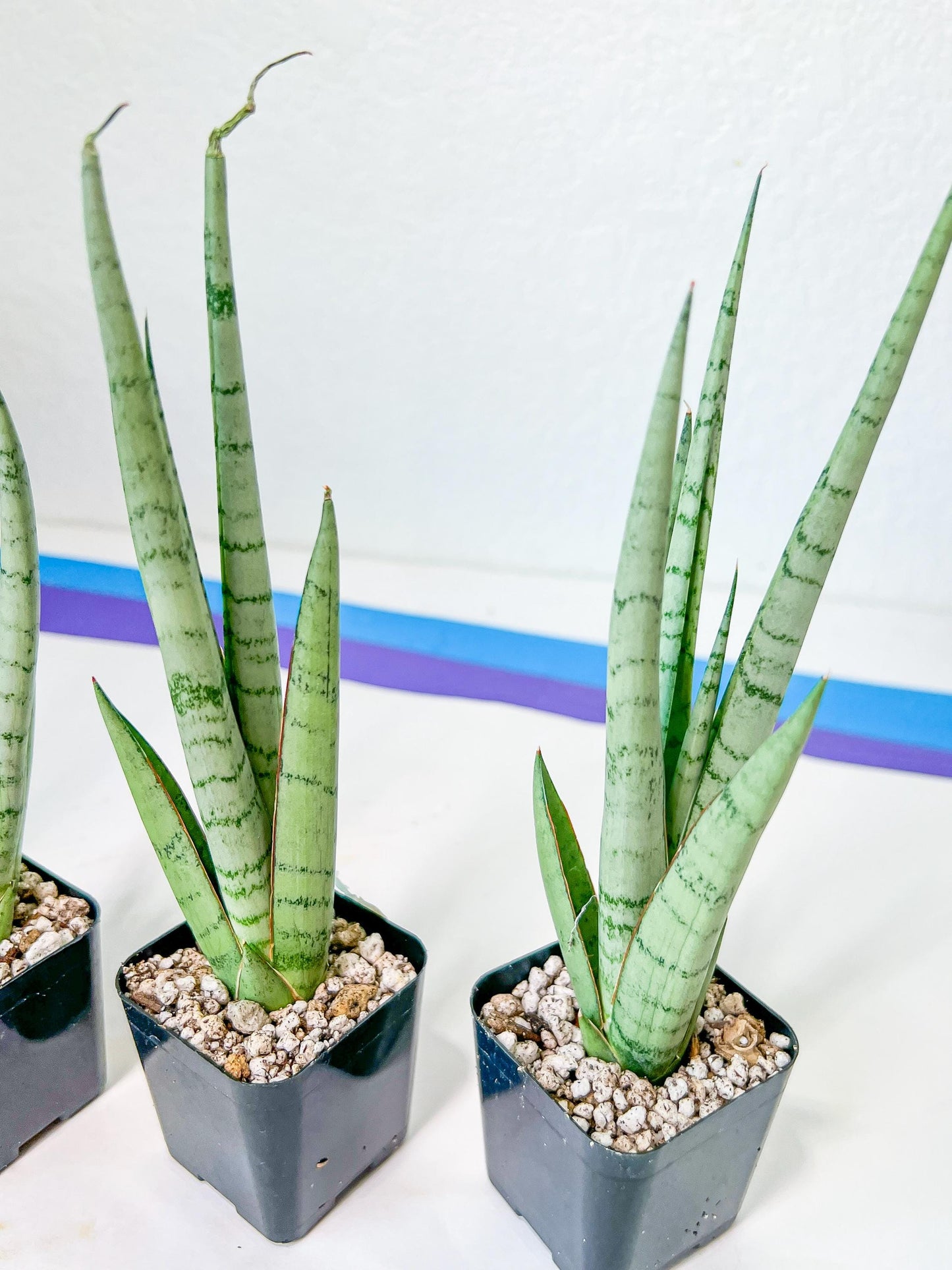 Sansevieria Guletta (#PH16) | Imported Snake Plant | 2" Planter