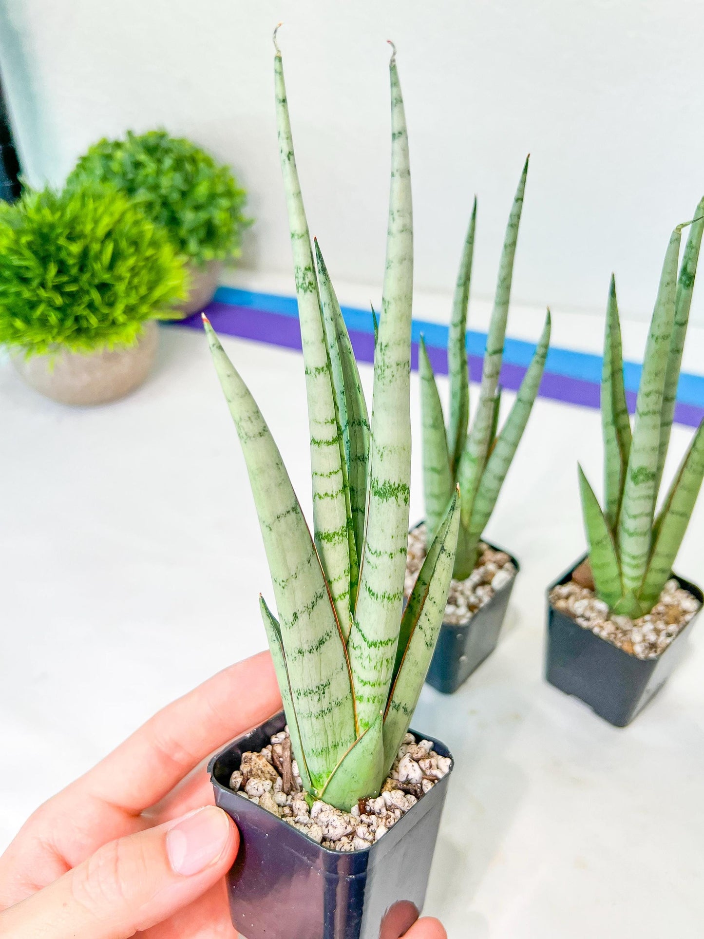 Sansevieria Guletta (#PH16) | Imported Snake Plant | 2" Planter