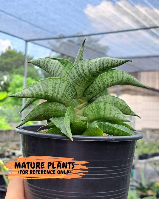 Sansevieria Fighter/Ch17023 (#AC12) | Imported Snake Plants