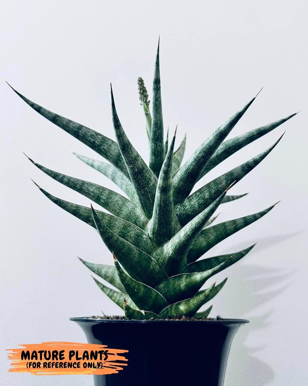 Sansevieria Prabu (xl2) (b) | Rare Snake Plant