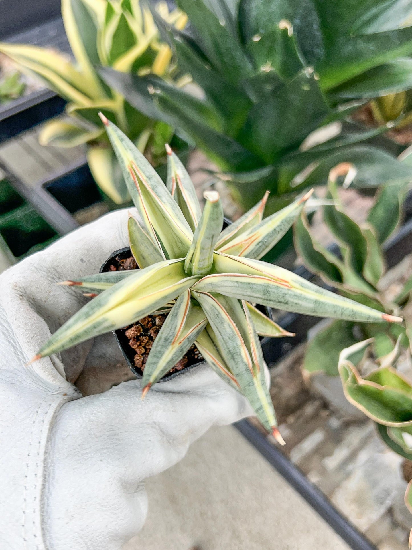 Sansevieria Blue Cone White Variegated | Snake Plant | Rare Imported Plants