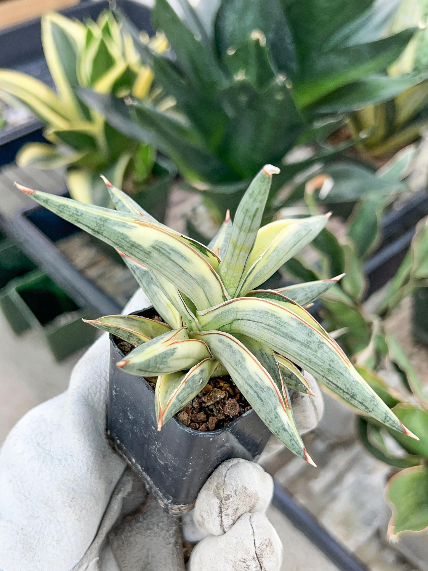 Sansevieria Blue Cone White Variegated | Snake Plant | Rare Imported Plants