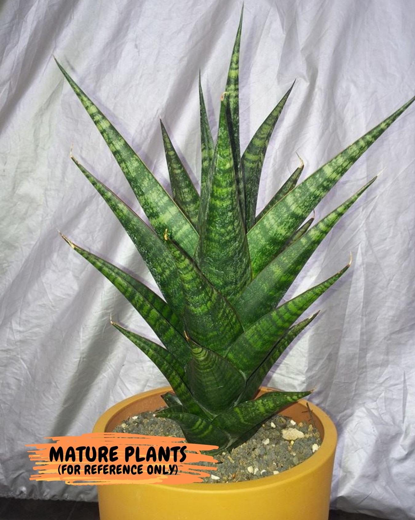 Sansevieria Blorong (#H4) | Rare Imported House Plants | Rare Snake Plant