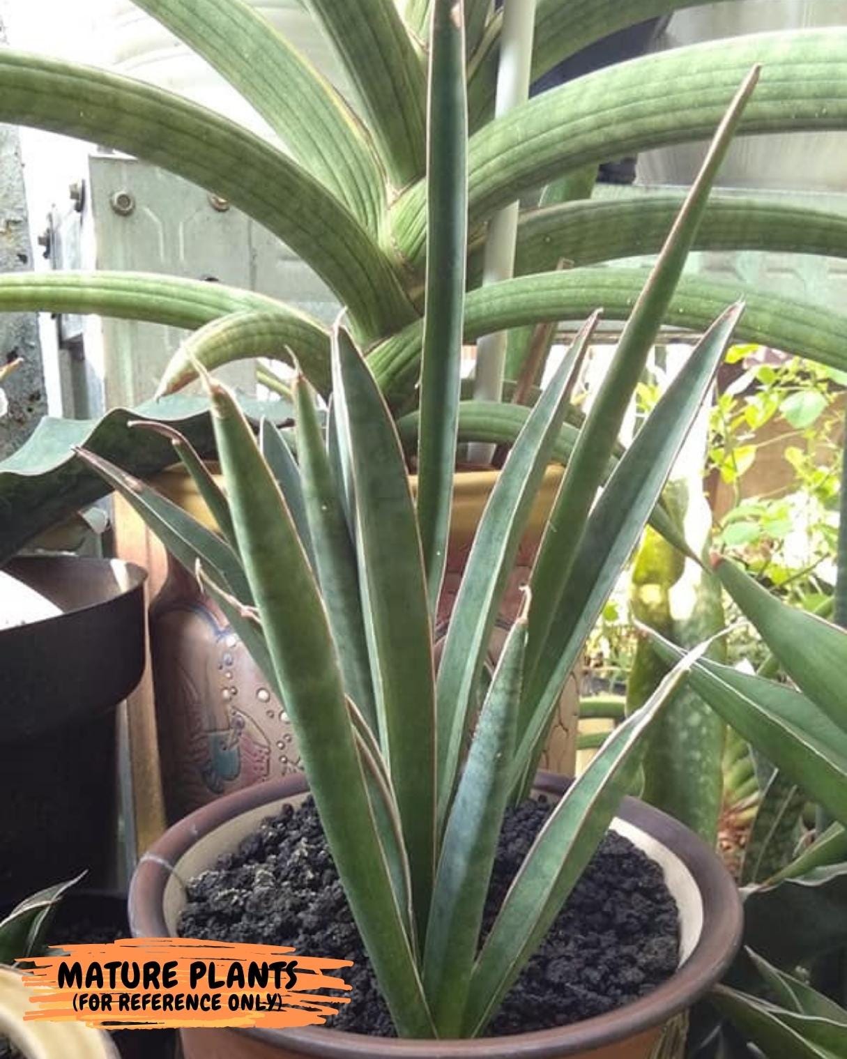 Sansevieria Aethiopica (Ha22) (B) | Imported Snake Plants