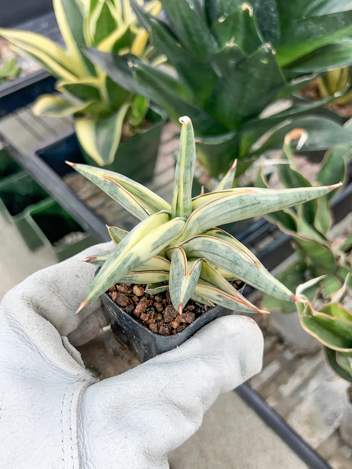 Sansevieria Blue Cone White Variegated | Snake Plant | Rare Imported Plants