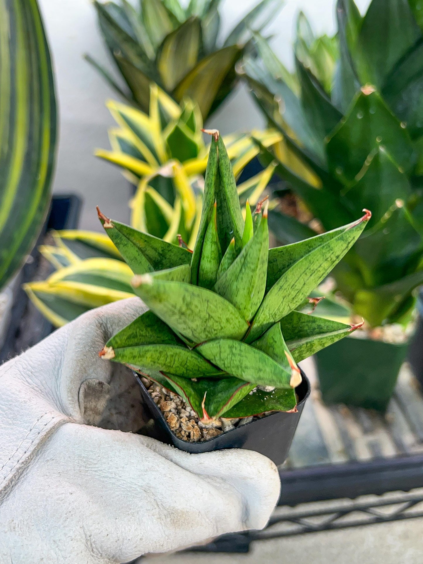 Sansevieria Snowlotus (#RA22) | Imported Indoor Snake Plant | 2" Planter