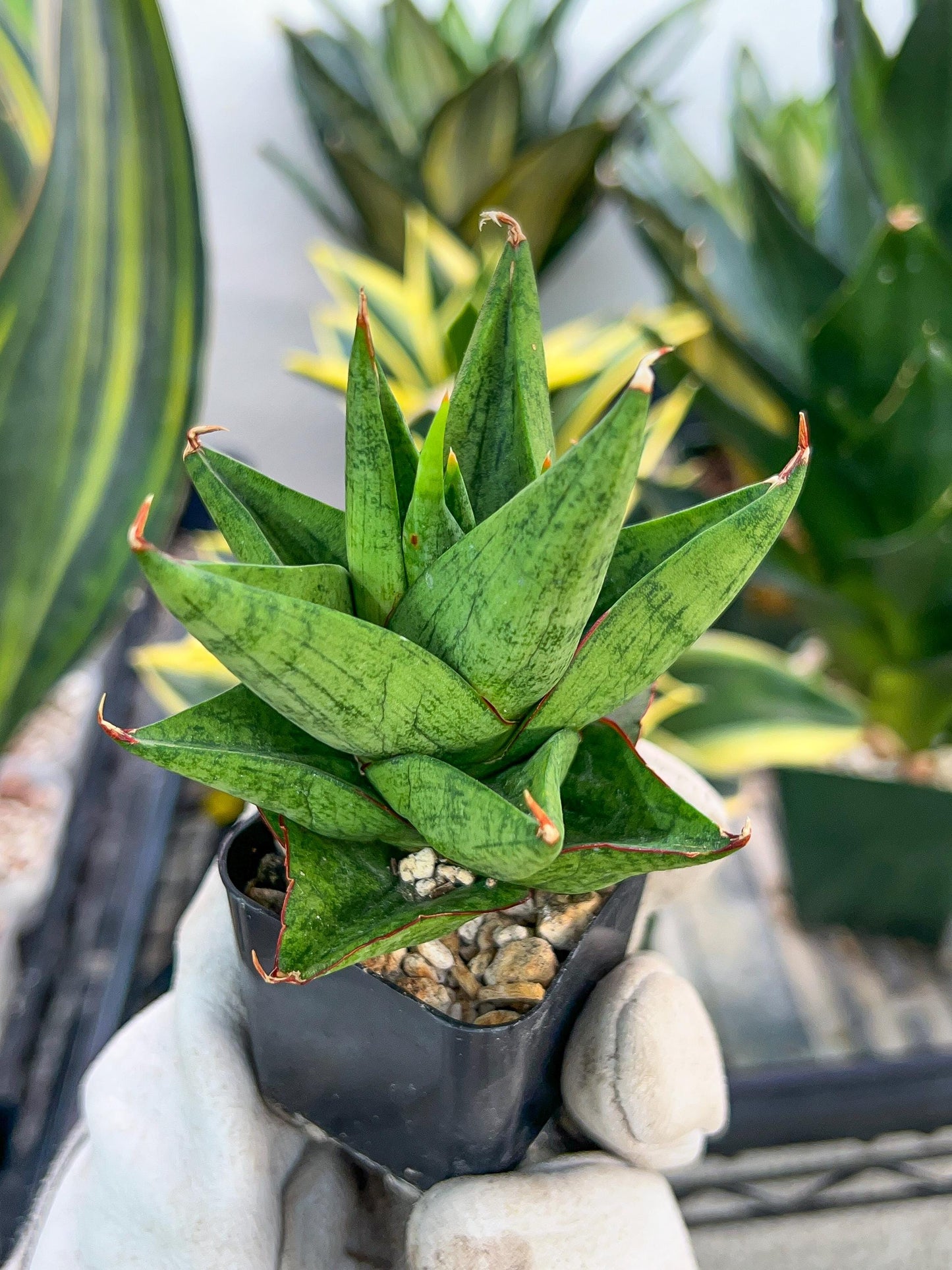 Sansevieria Snowlotus (#RA22) | Imported Indoor Snake Plant | 2" Planter