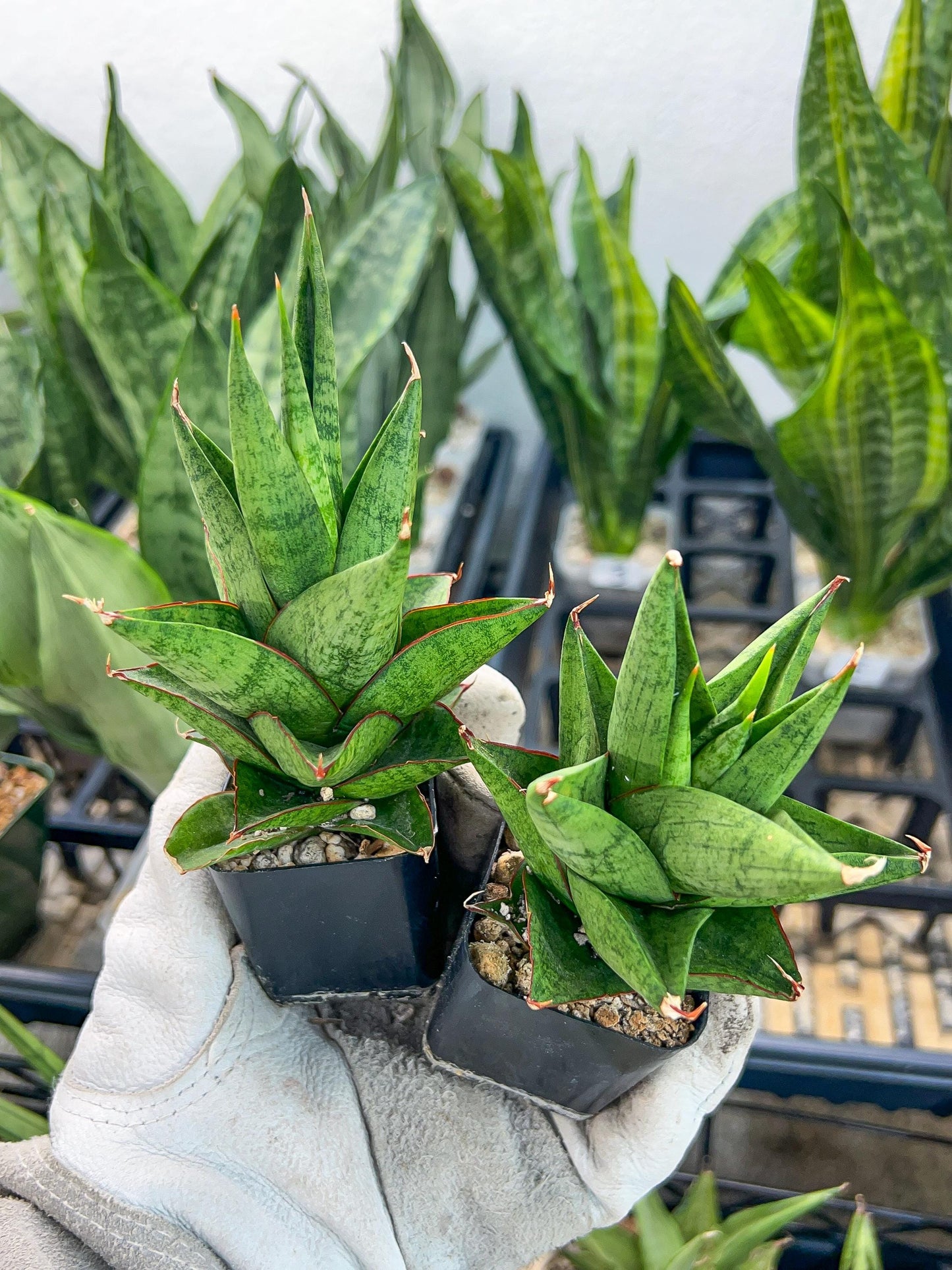 Sansevieria Snowlotus (#RA22) | Imported Indoor Snake Plant | 2" Planter