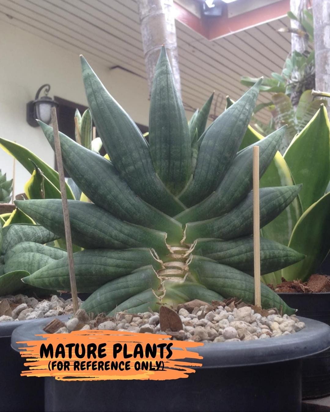 Sansevieria Black Zumo (#AC22) | New type of Imported Hybrids | 2" Pot