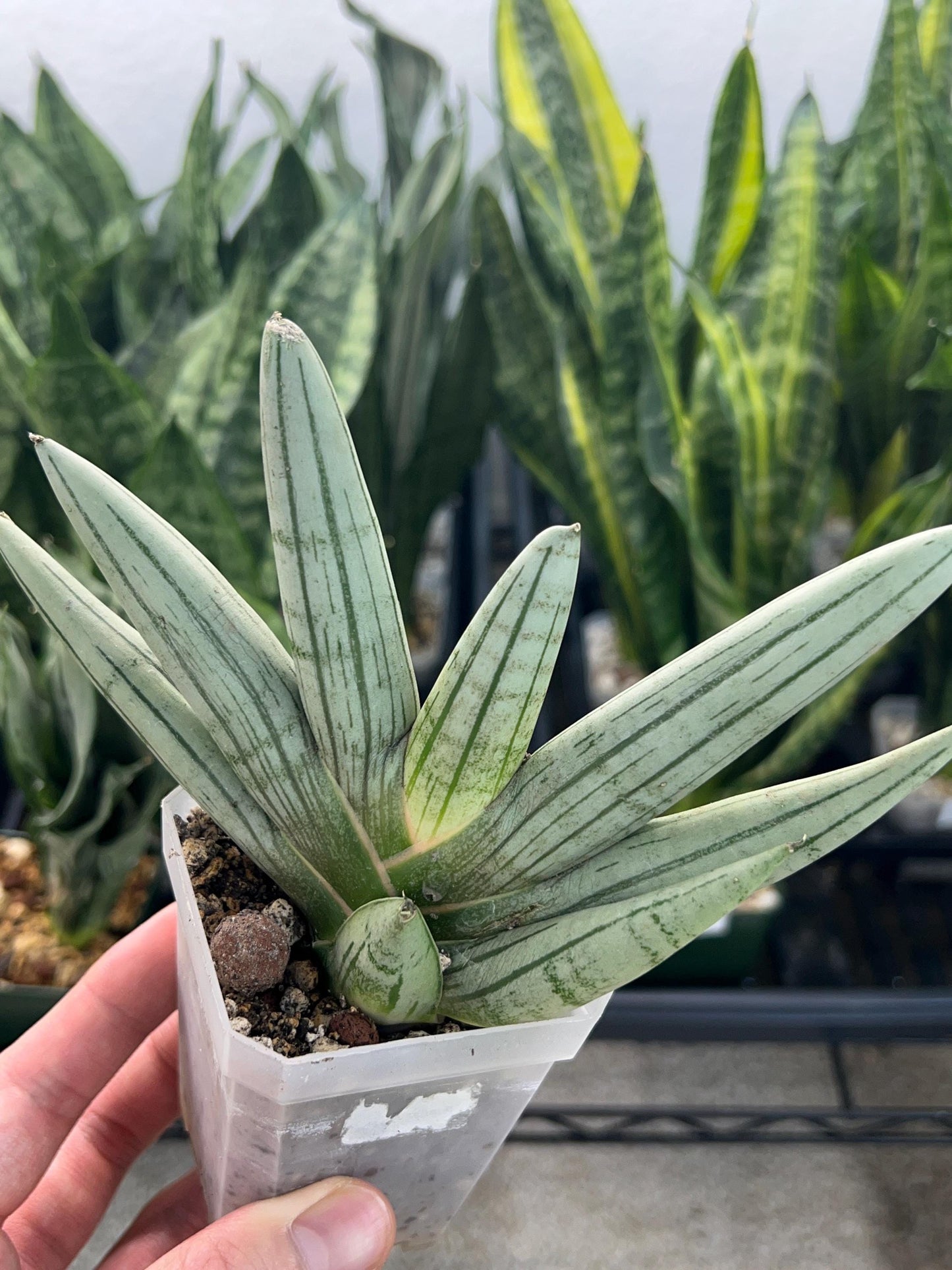 Sansevieria Silver Giant | Imported Snake Plants