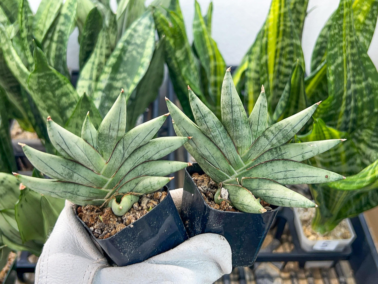 Sansevieria Nilin (#AC28) | Rare Imported Snake plant | 2" planter